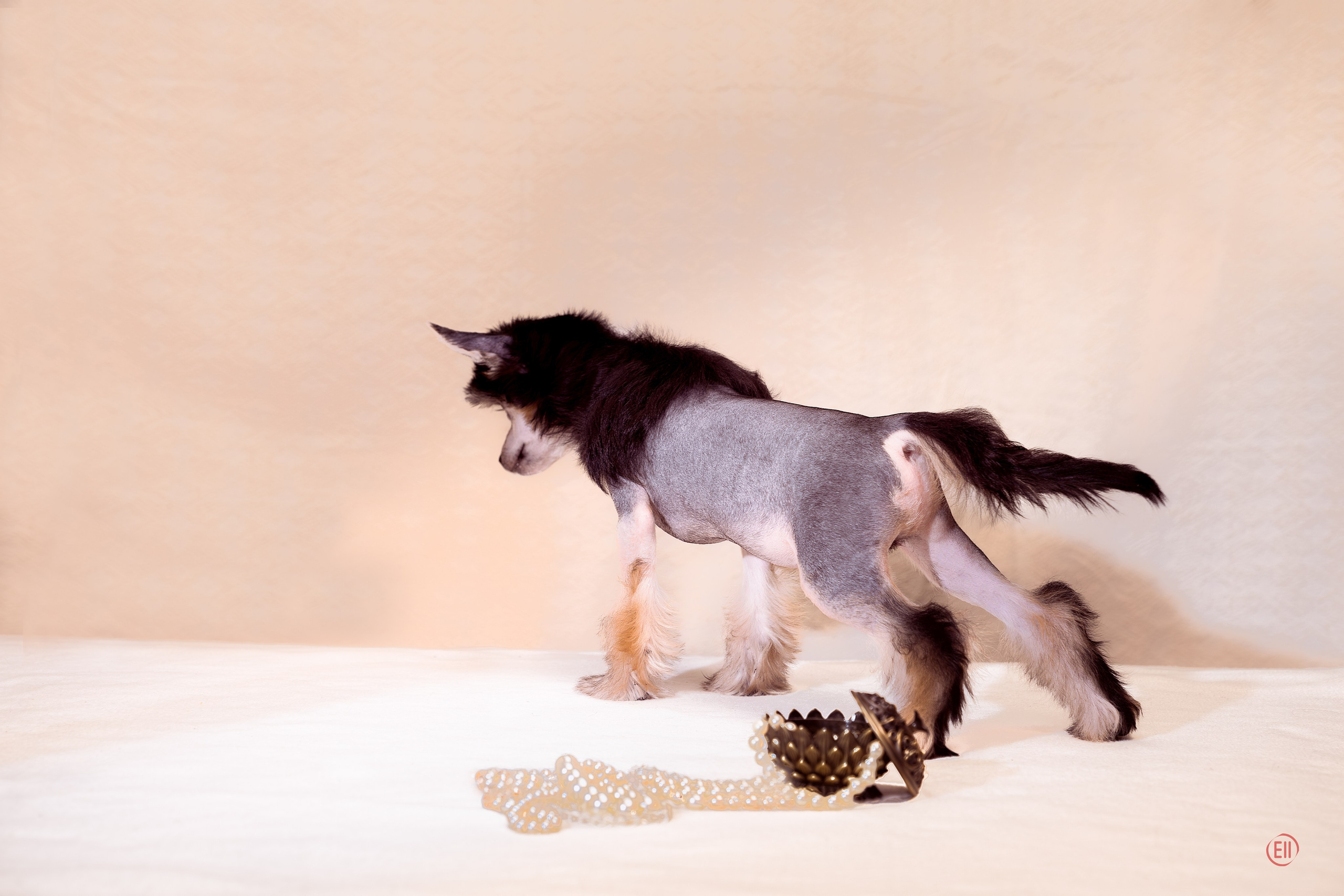 First photo session of the litter “F” of the Laisan Island kennel. Chinese Crested Dog Kennel Poale Ell