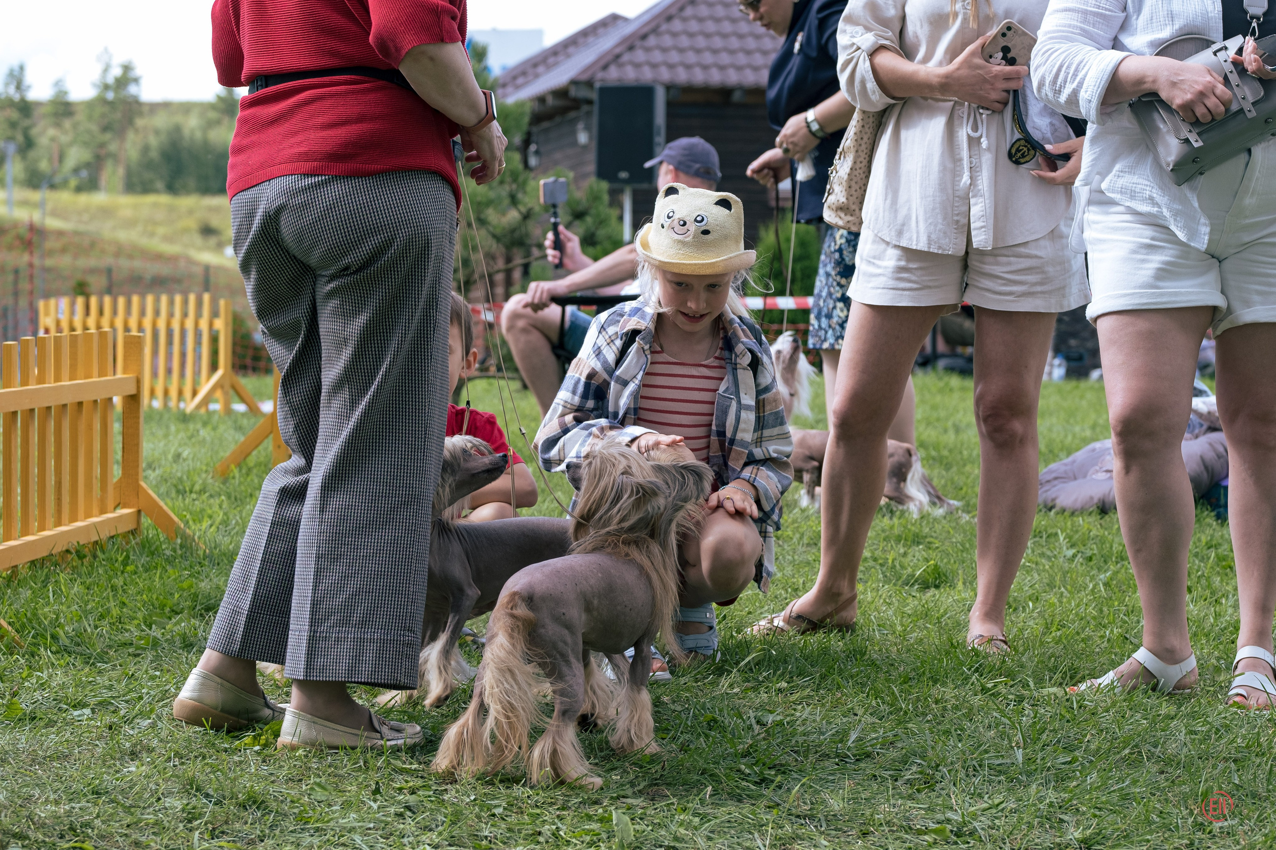 Липецк. Выставка собак. Питомник китайских хохлатых собак Poale Ell: купить щенка