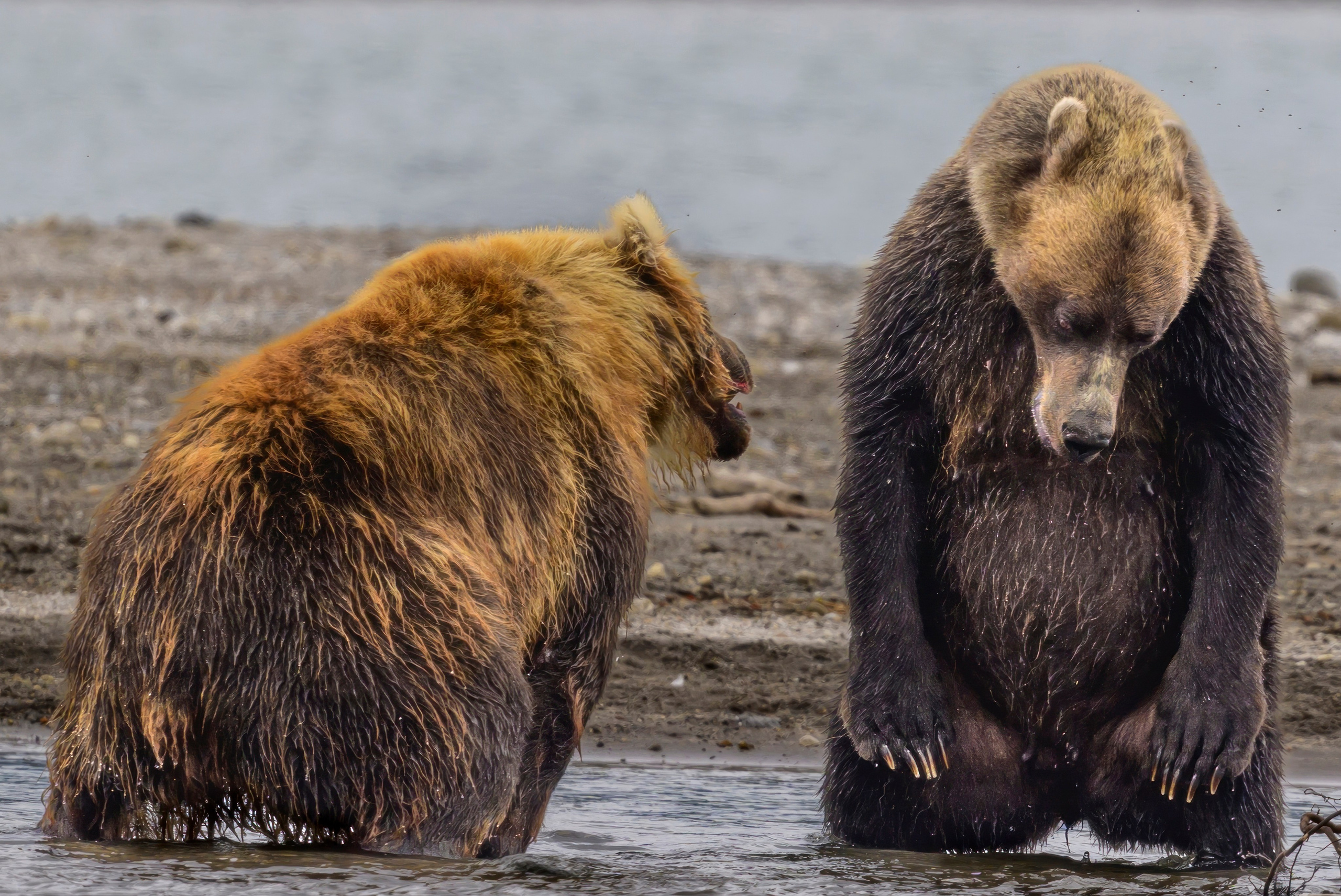 Анималистика. Фотограф Сергей Пупонин