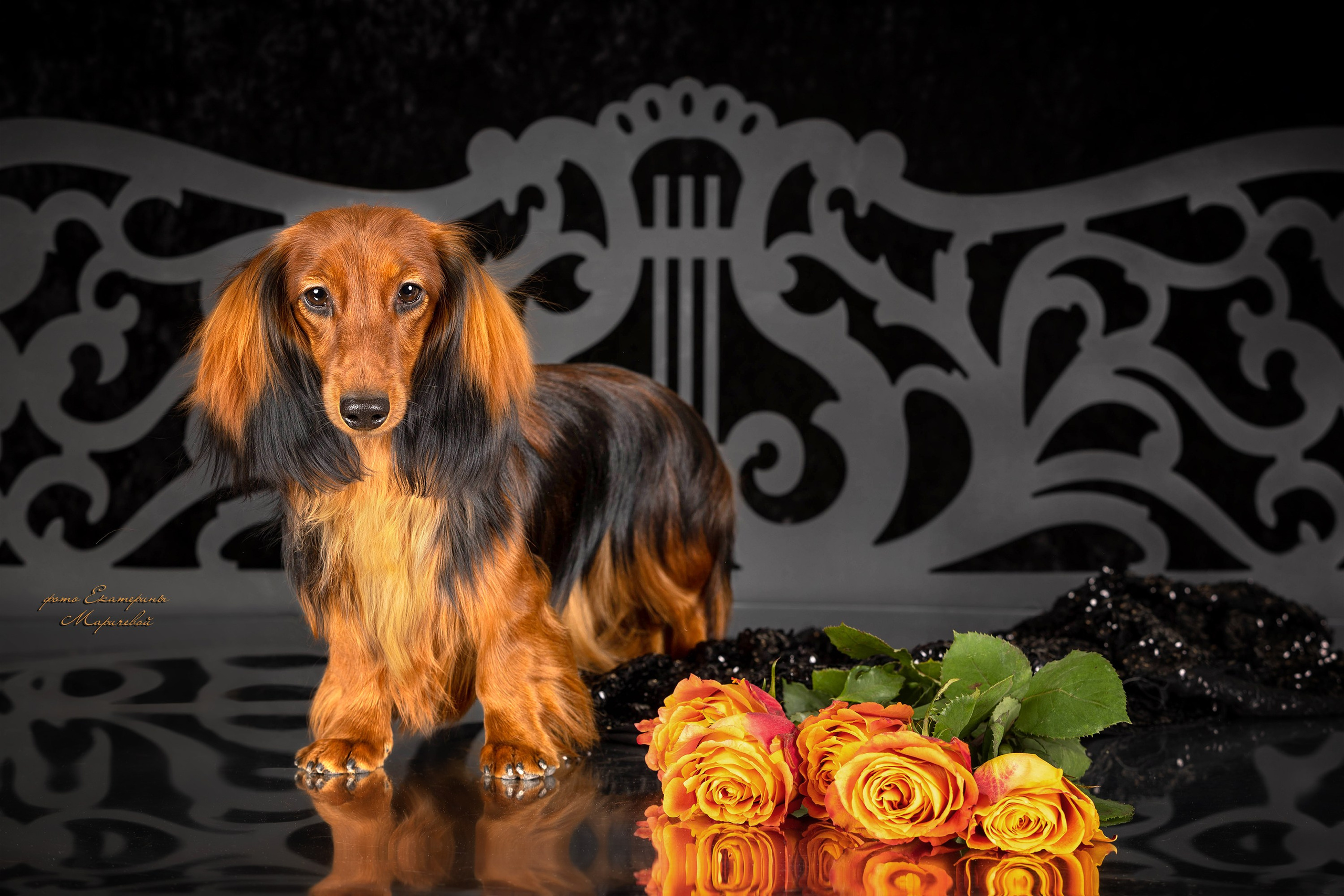 Студийная съёмка на моей территории. Фотограф-анималист в Омске Екатерина Маричева