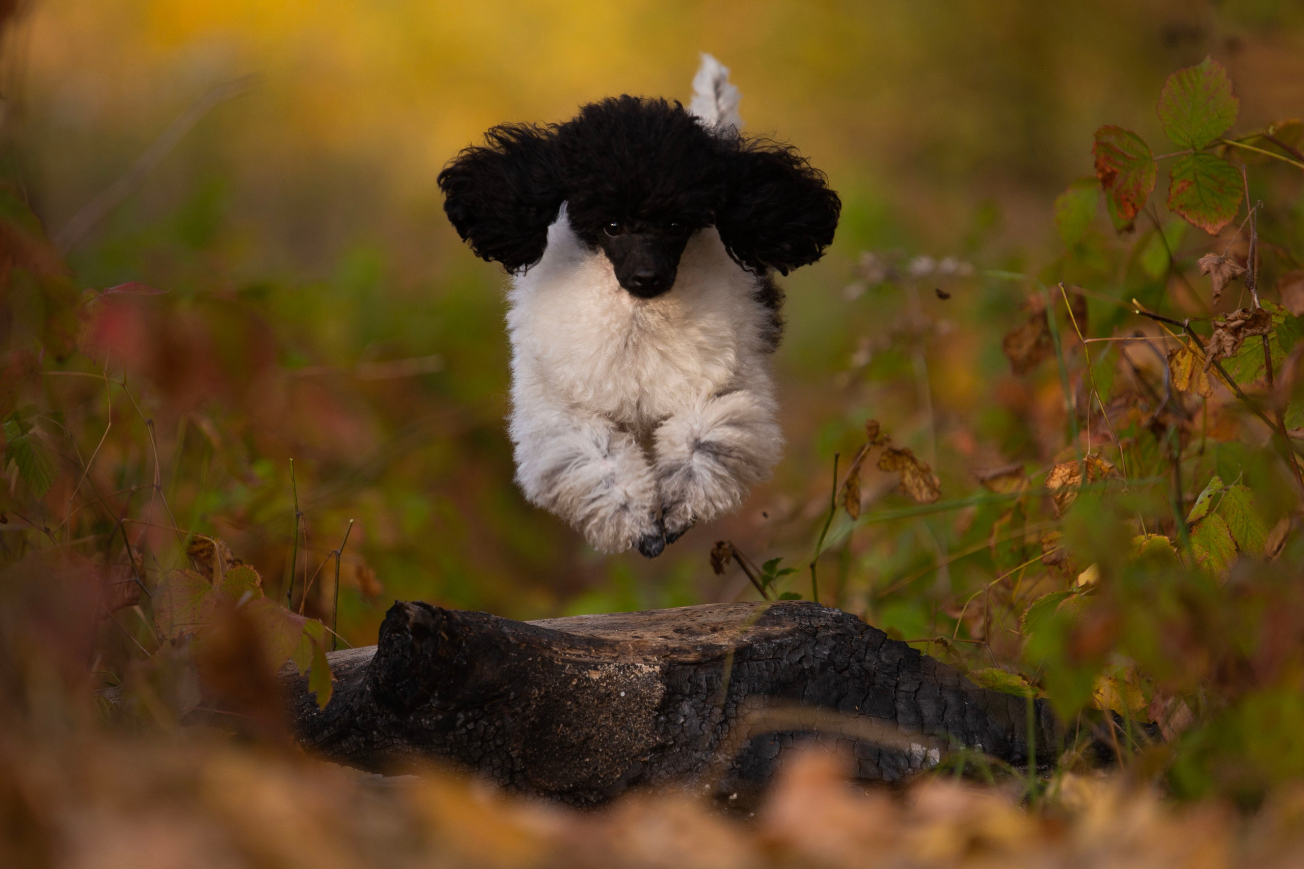 Онлайн-курс по съемке собак. Фотограф Анастасия Ветковская, Москва
