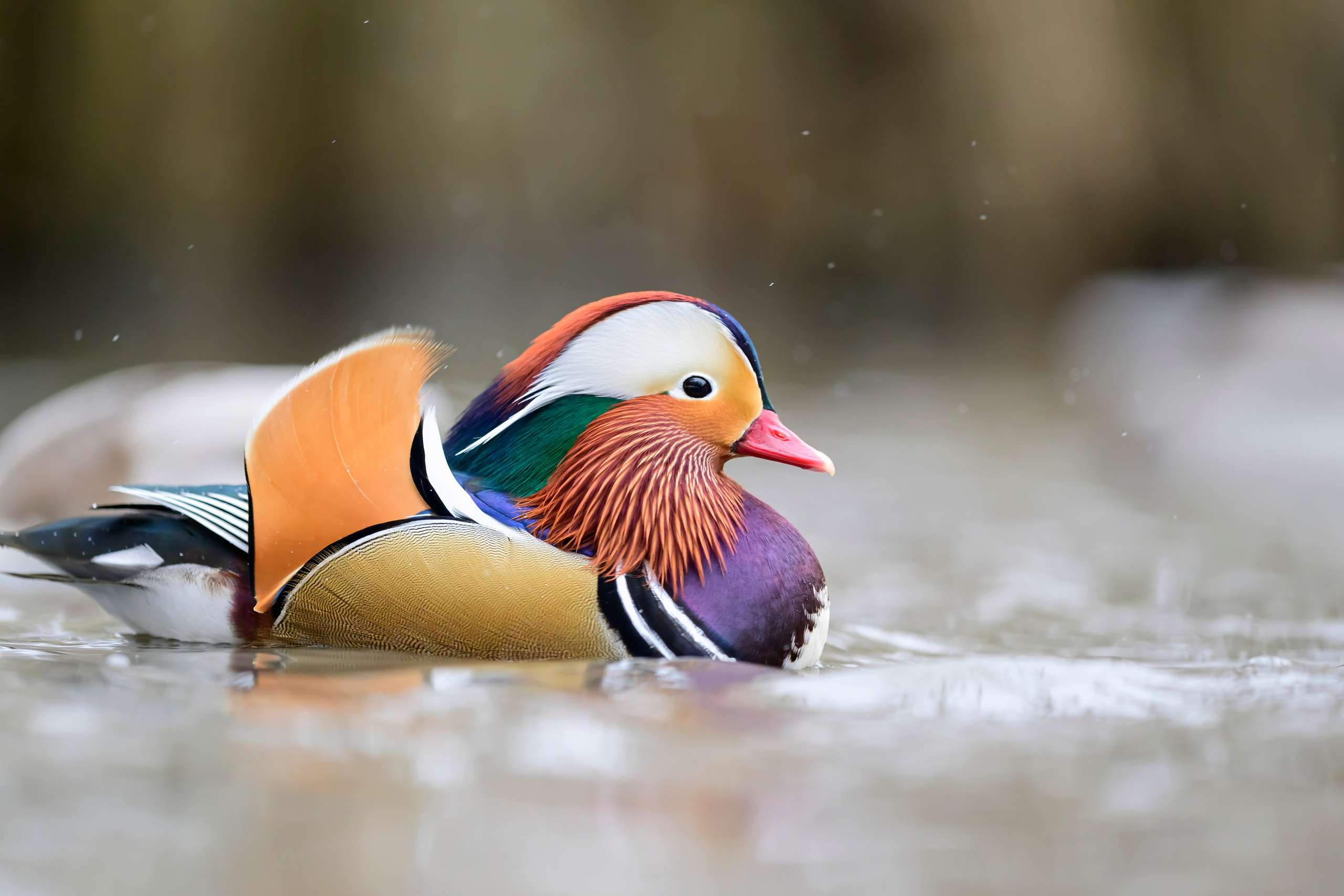 Мандаринки Mandarin ducks. Wildlife photography by Sergey Puponin