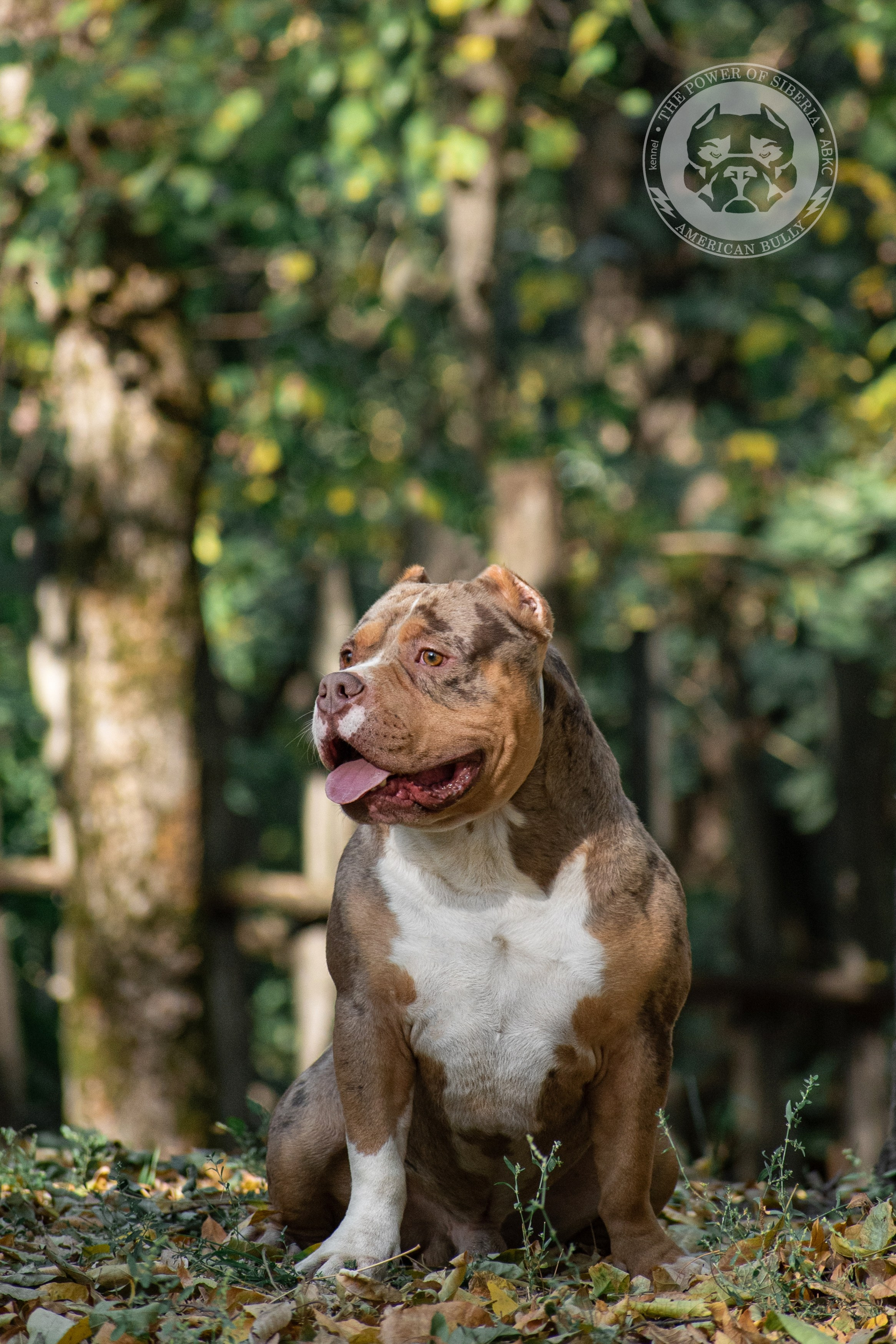 купить щенка в официальном питомнике American Bully в Туле