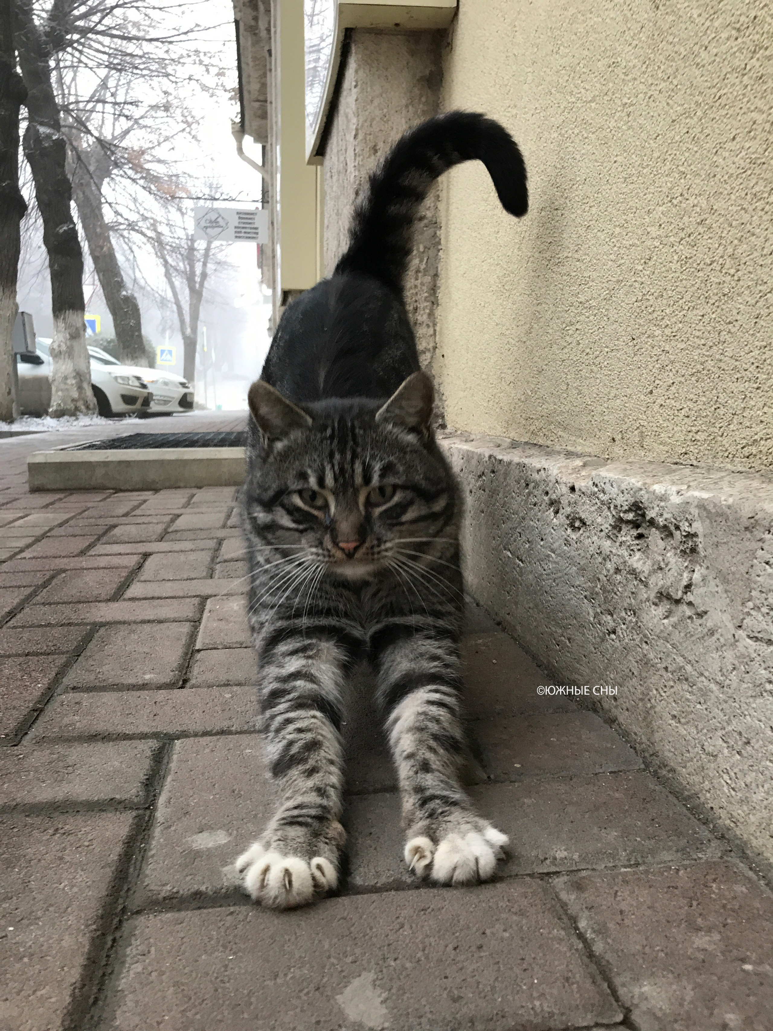 Пятигорский кот