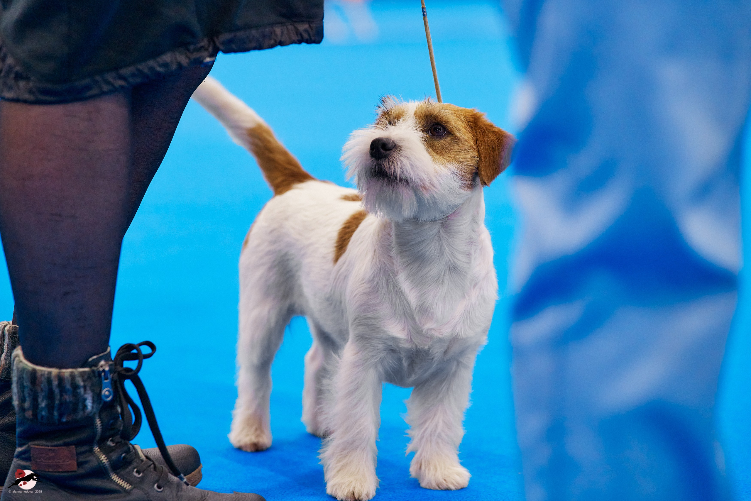 ГРАН ПРИ «ВЕСЕННИЙ ПЕТЕРБУРГ» & «СУПЕР КУБОК «ЭЛИТЫ»-2025»