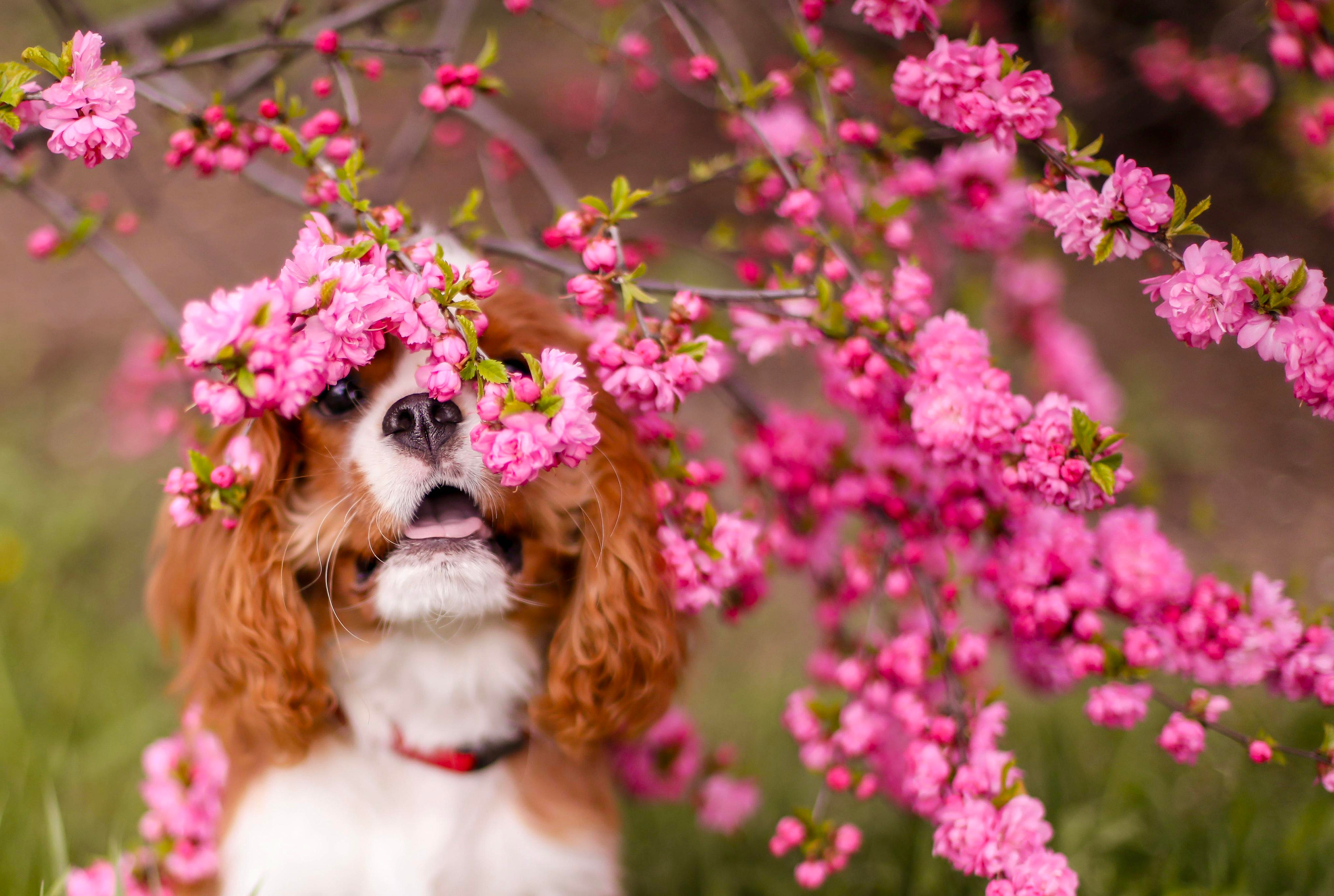 Цветения. ФОТОГРАФ ХАБАРОВСК АНАСТАСИЯ РАЧЕНКОВА