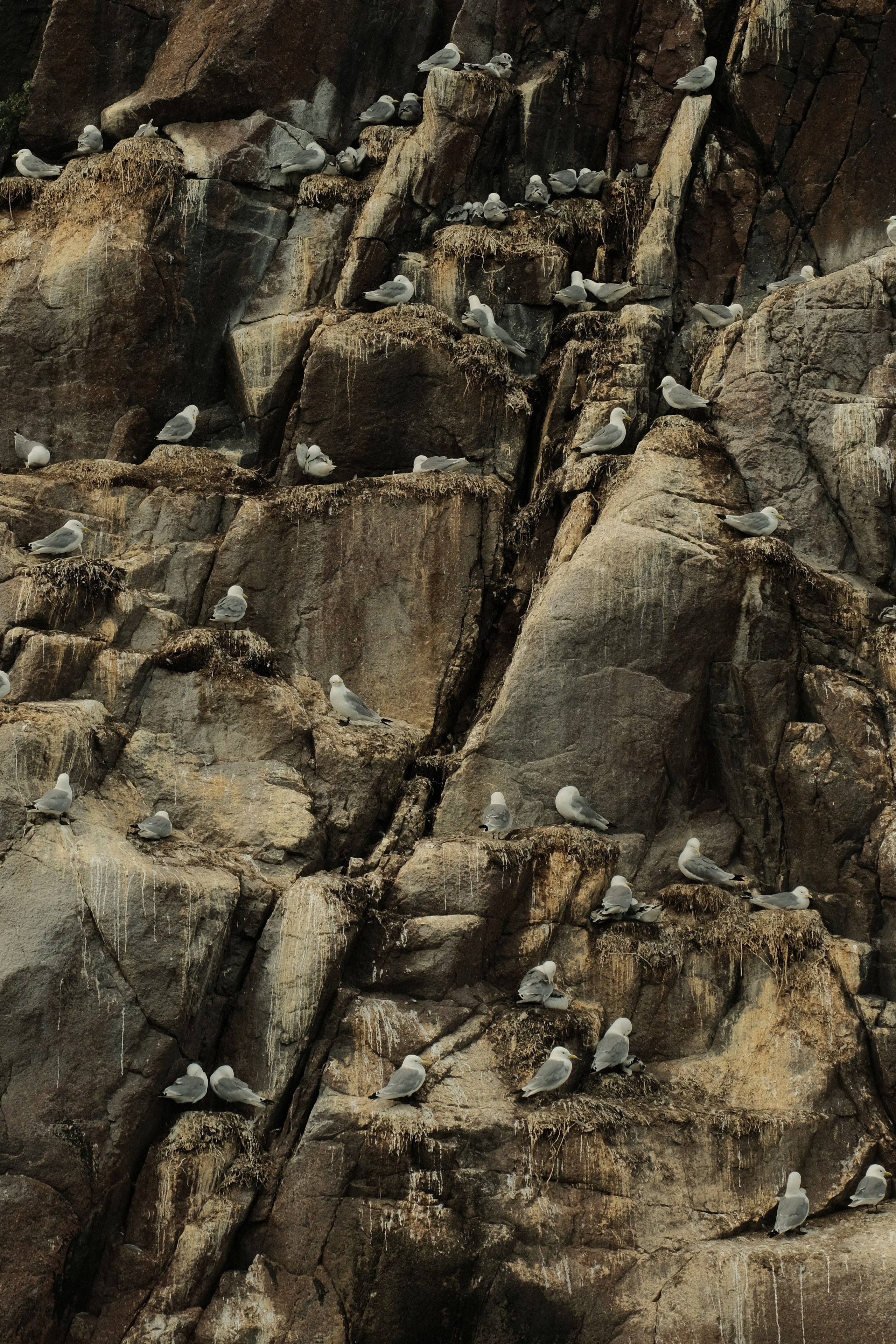 flock of seaguls sitting on a rocky cliff