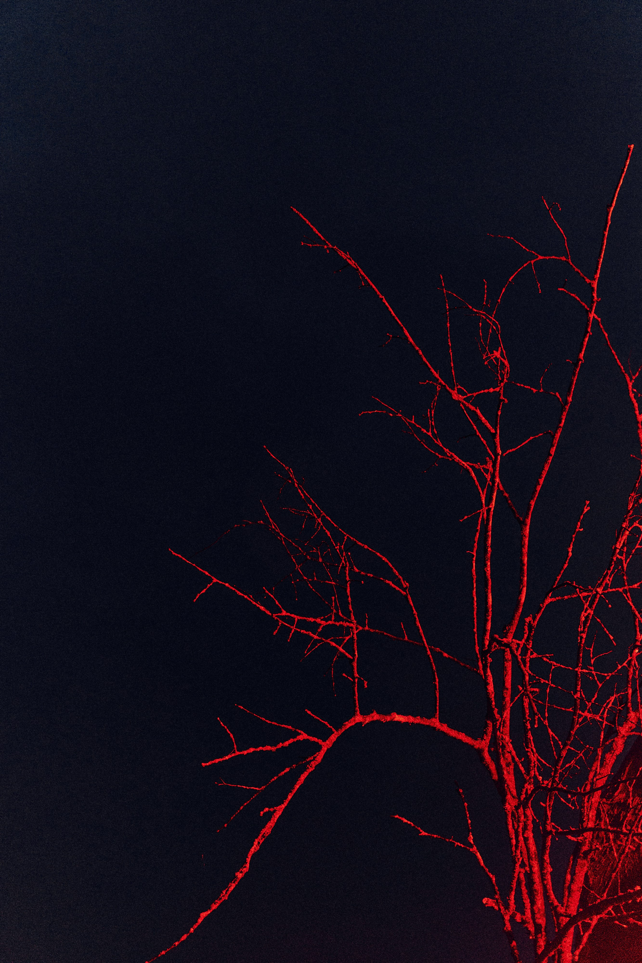 Виолетта и Александр. Свадебный и семейный фотограф в Иваново и Москве Мильков Вадим