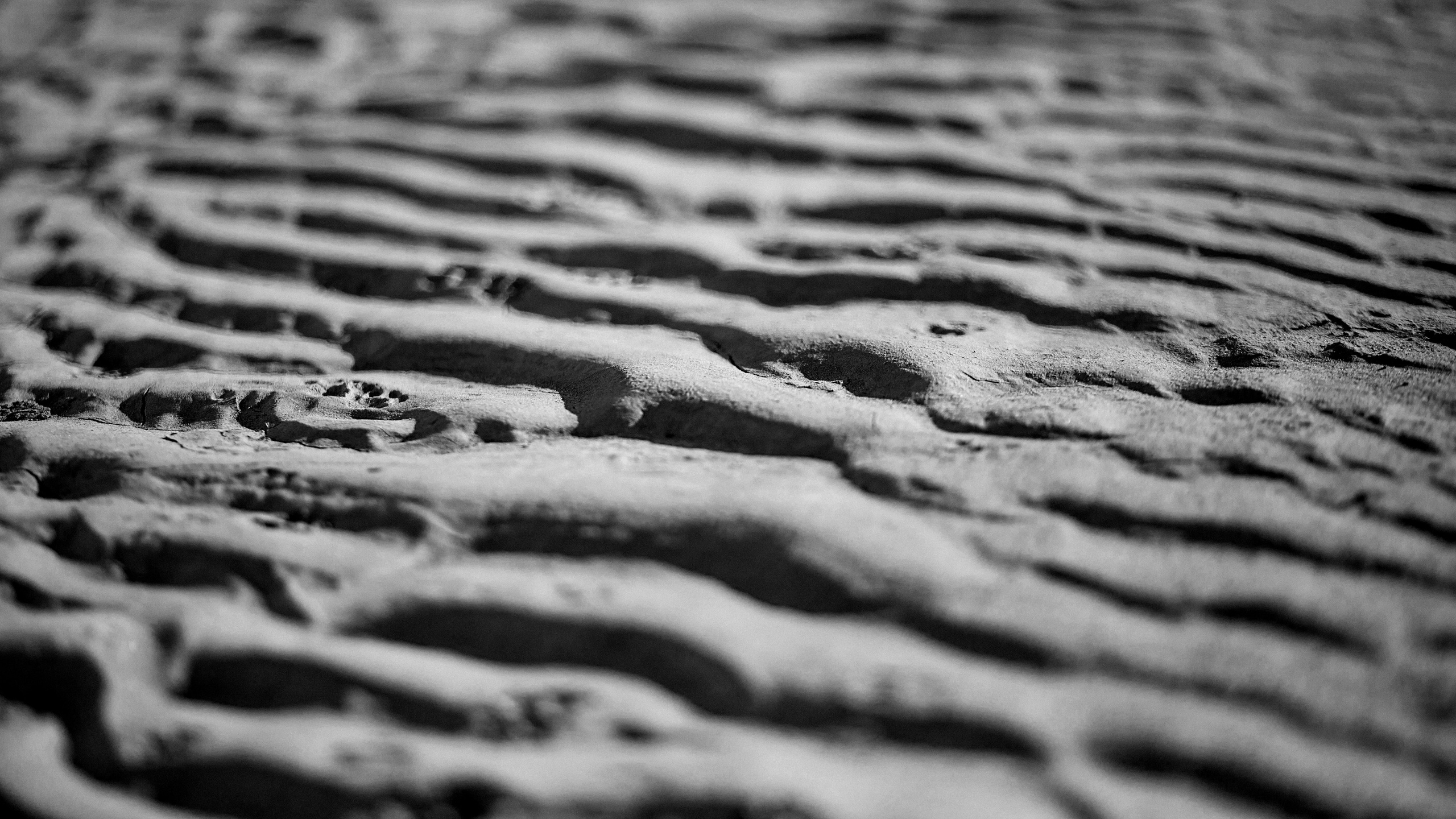 Улицы Люди на улицах Природа Животные — фотограф Оля Волчкова