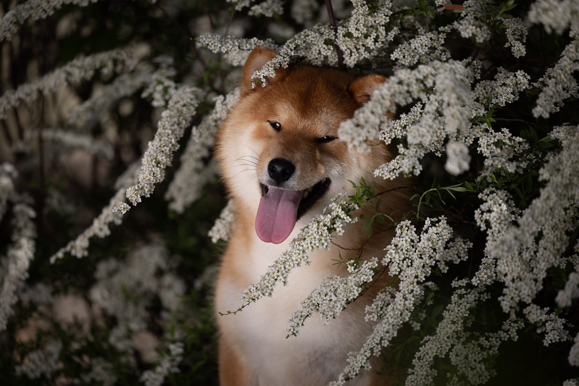 Онлайн-курс по съемке собак. Фотограф Анастасия Ветковская, Москва