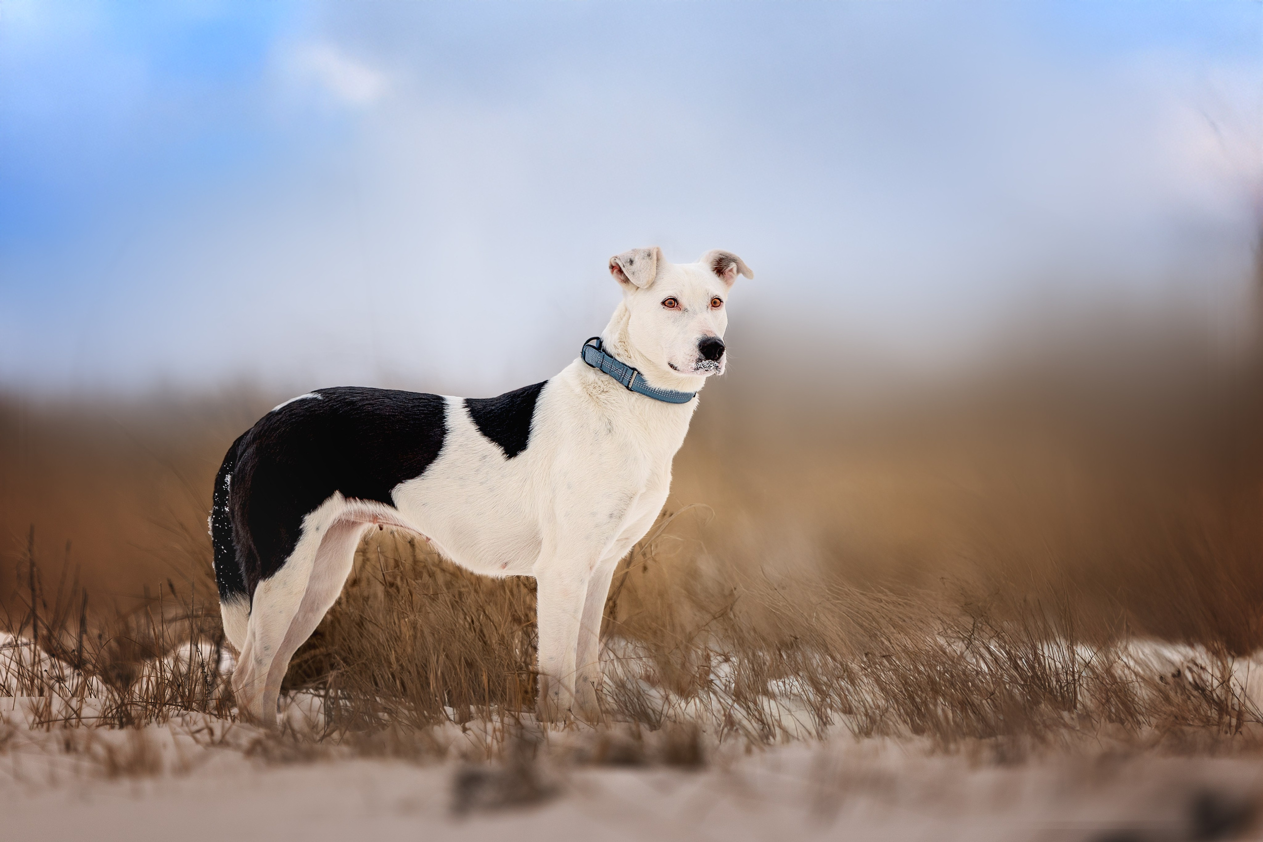 ИЩУТ ДОМ. Фотограф-анималист в Москве и Подмосковье