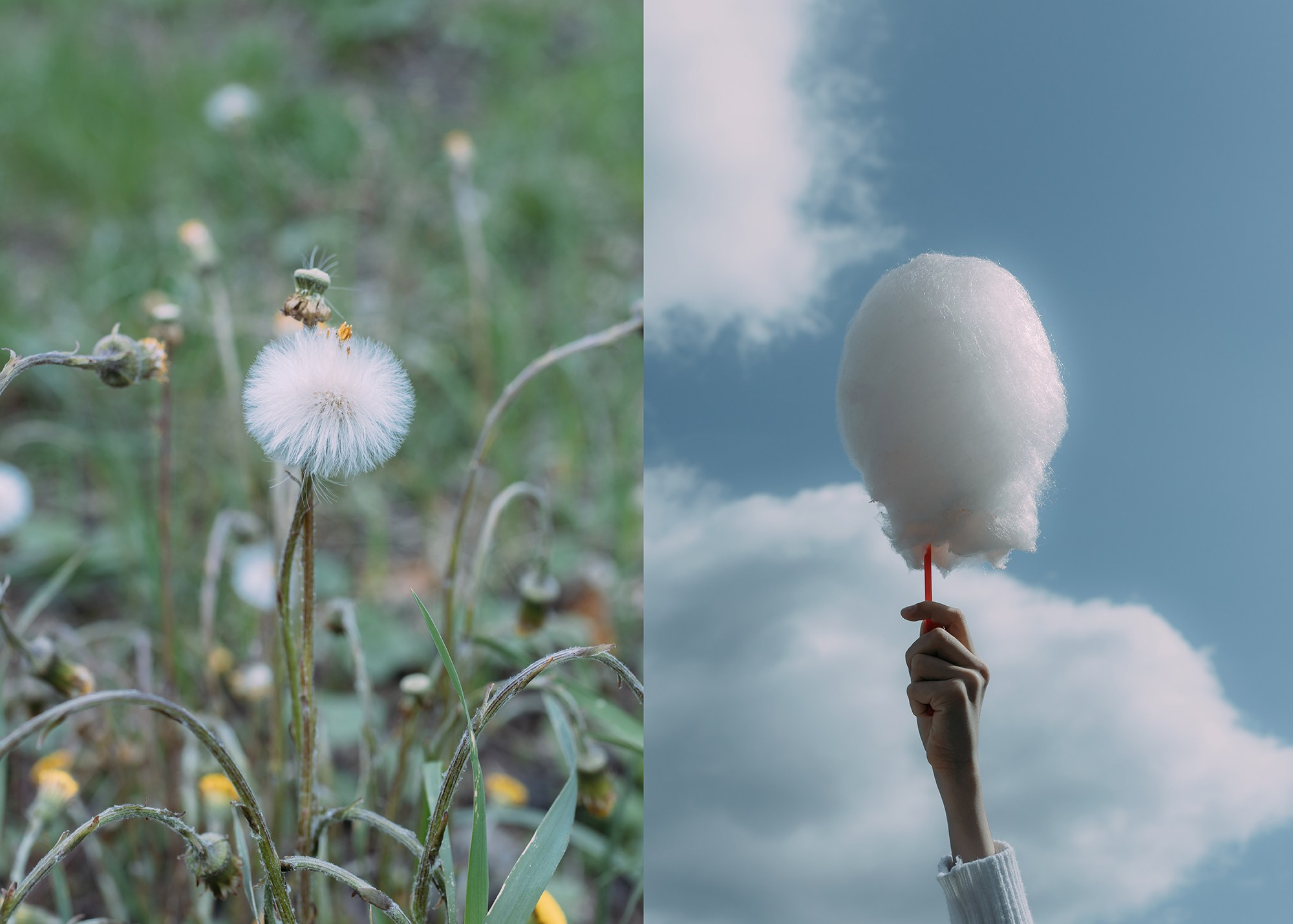 фотоискусство, белый, вата, сахарная, небо, диптих