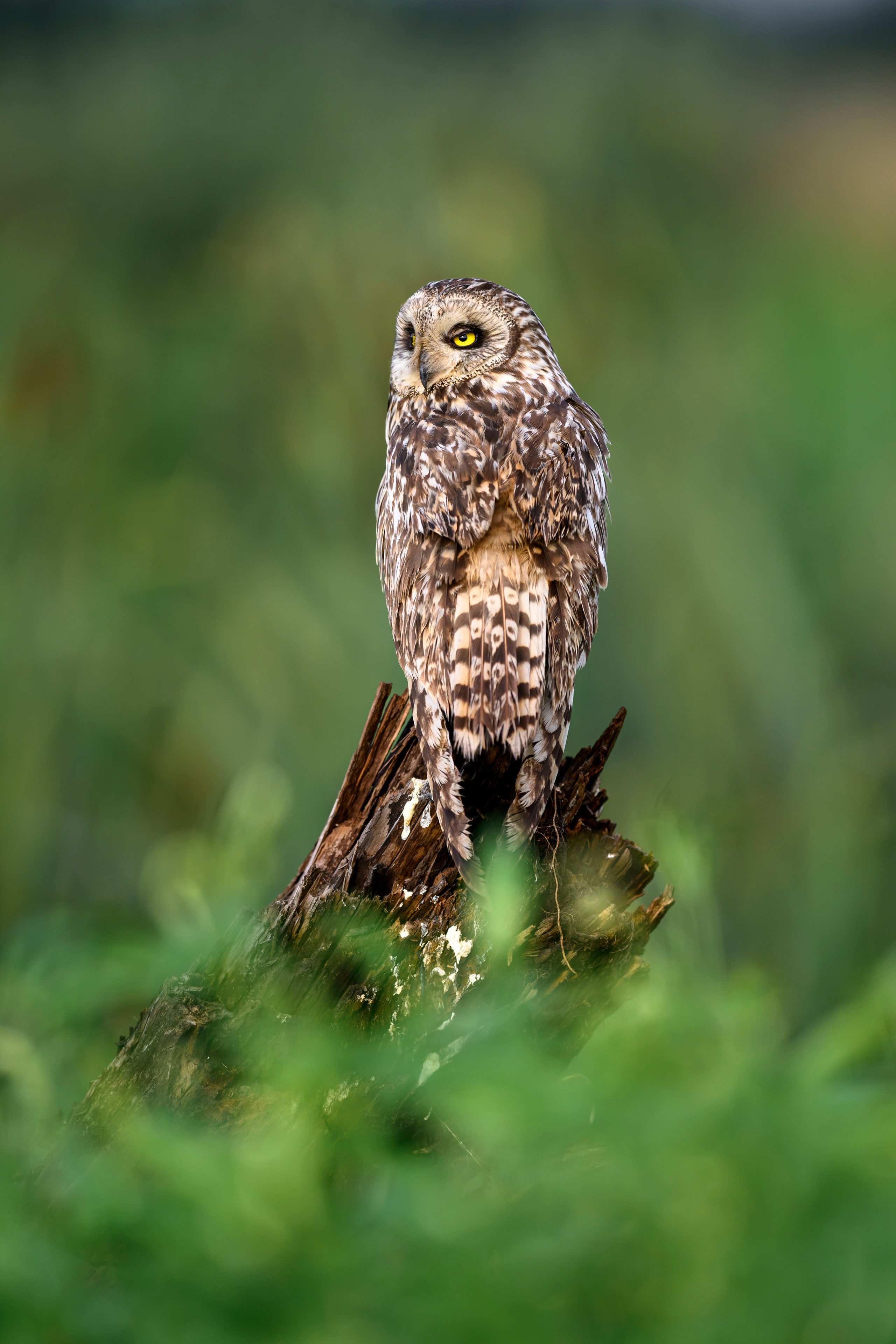 Сова на рассвете. Owl at dawn. Wildlife photography by Sergey Puponin