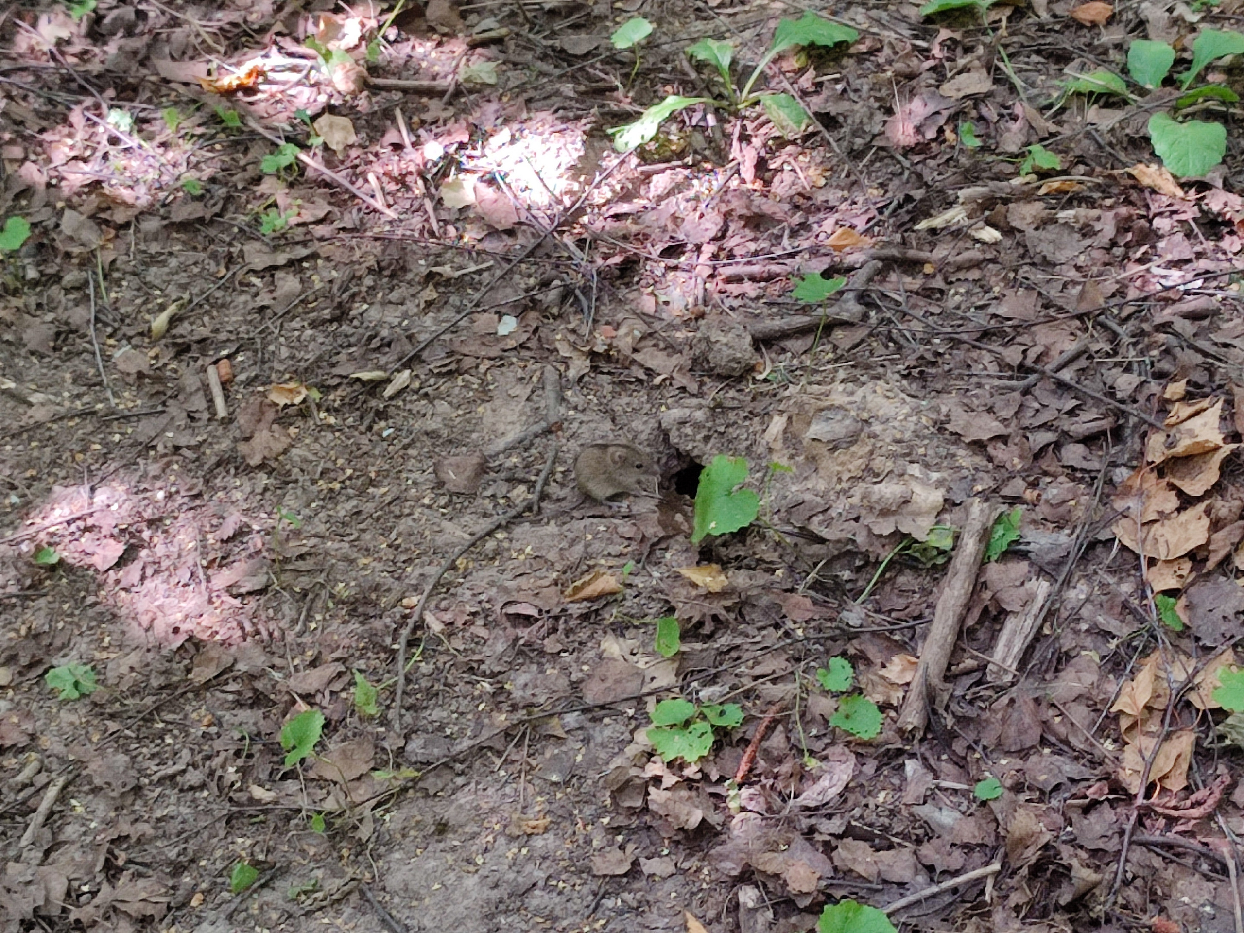 Автор: Герман Коваленко