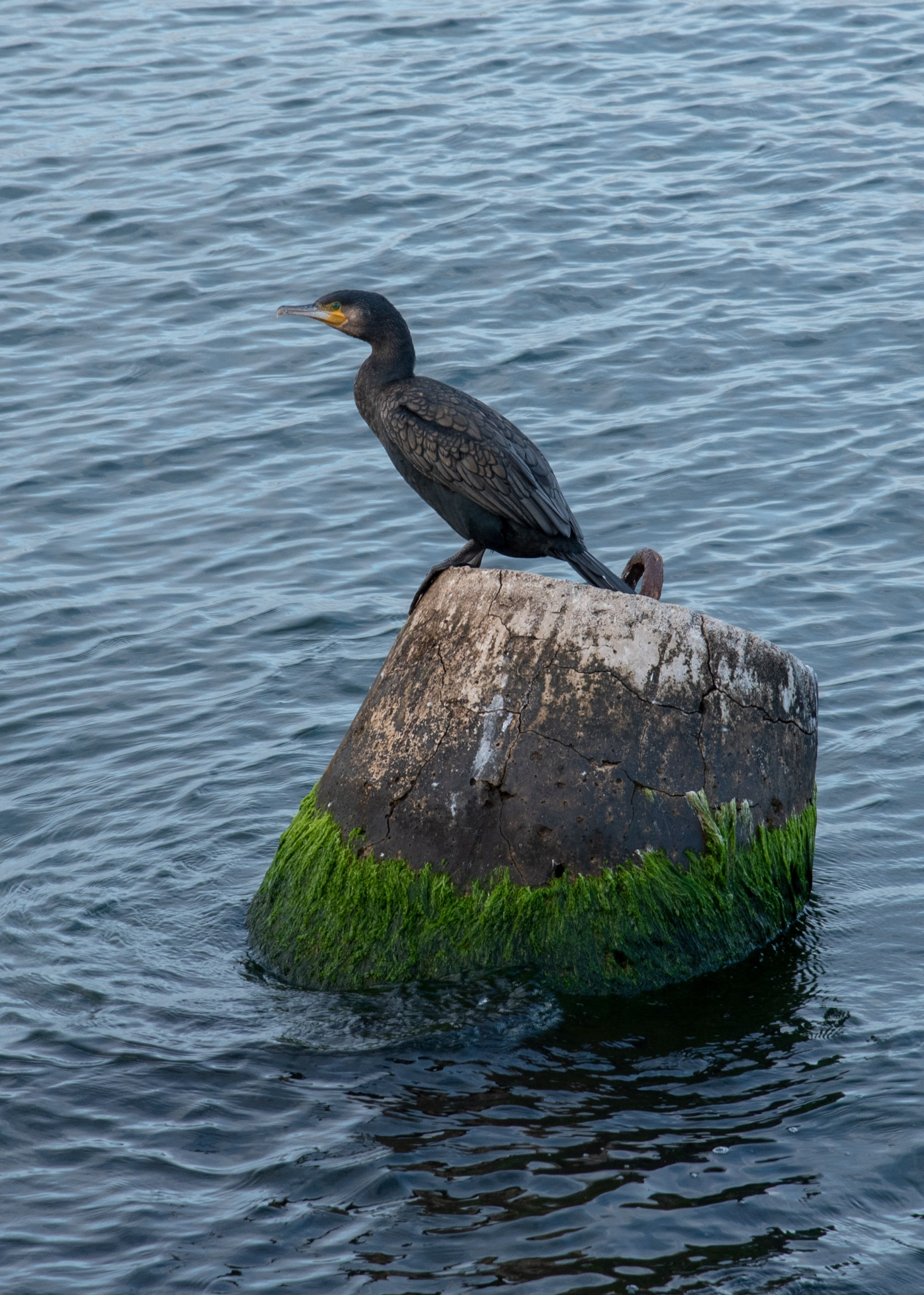 Балтийск. Фотограф Юлия Зимина