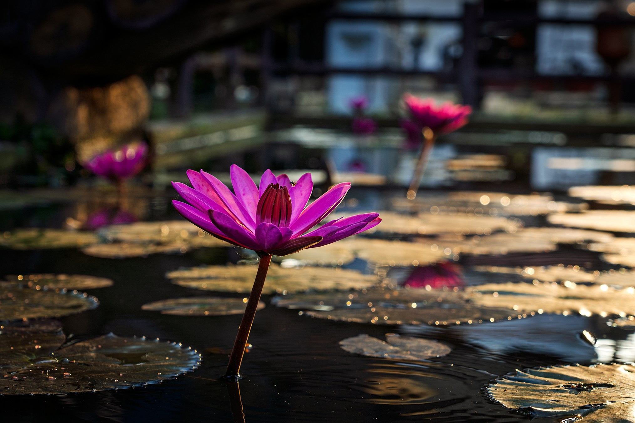 Sri-Lanka. High-quality interior photos for your home, office, hotel