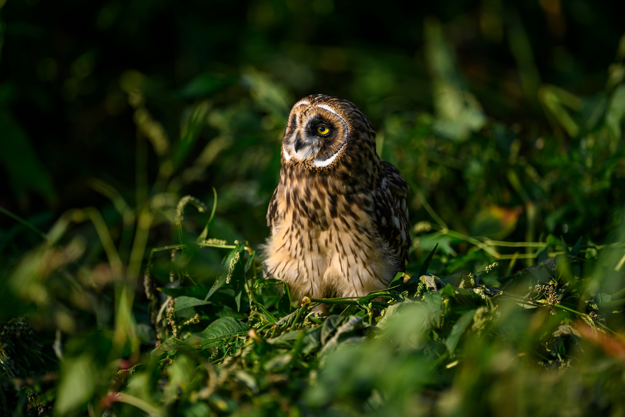 Утро с совятами. Morning with owlets. Wildlife photography by Sergey Puponin