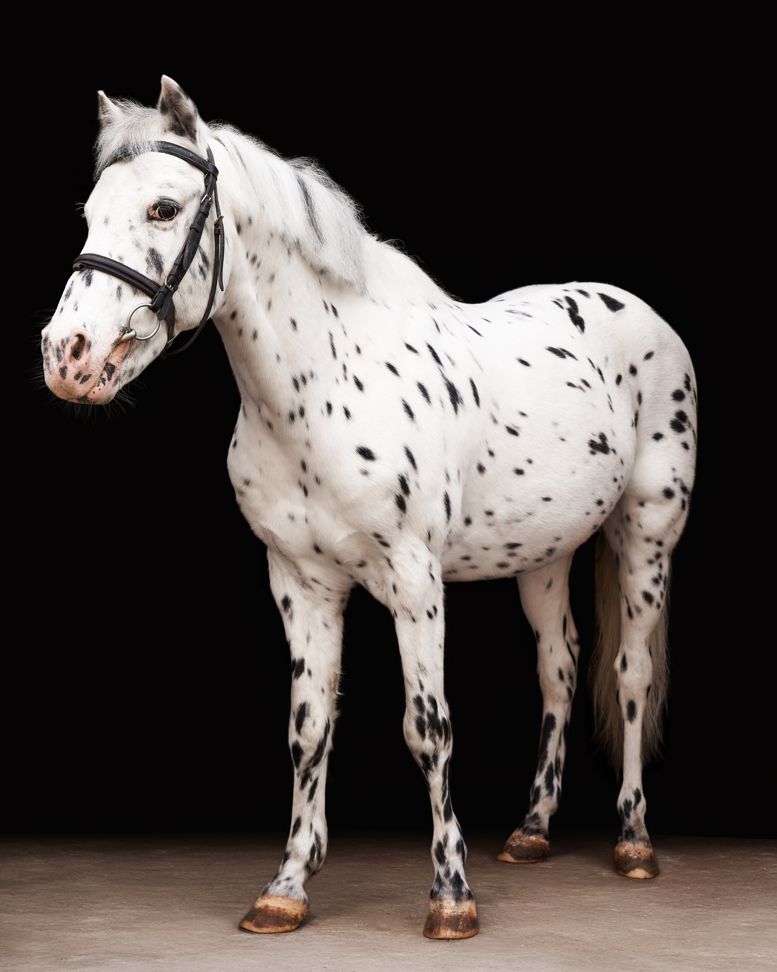 Конные съемки. Фотограф Москва Кристина Джоанна