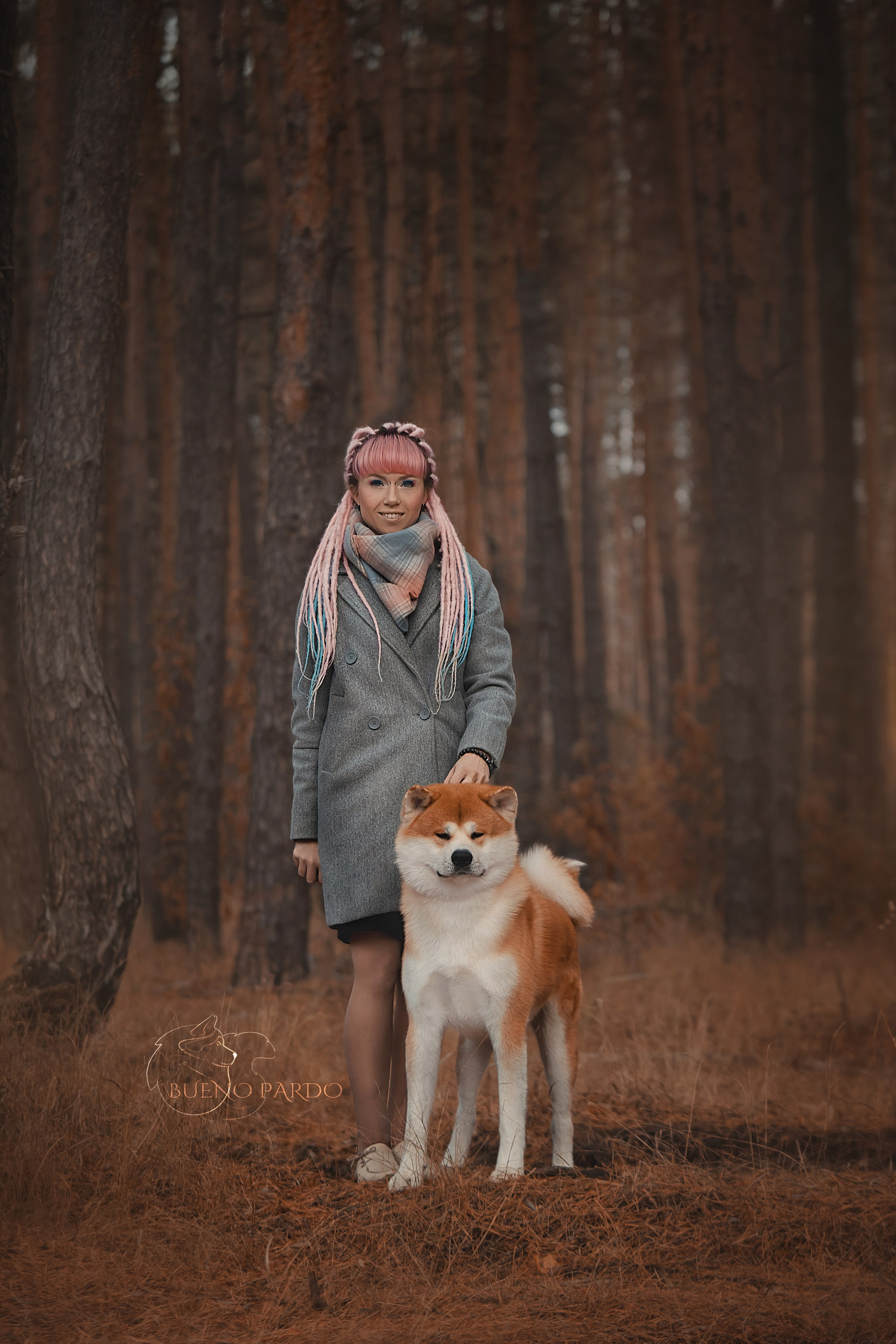 Щенки японской акита ину из питомника. Питомник собак Акита, Хаски, Корги