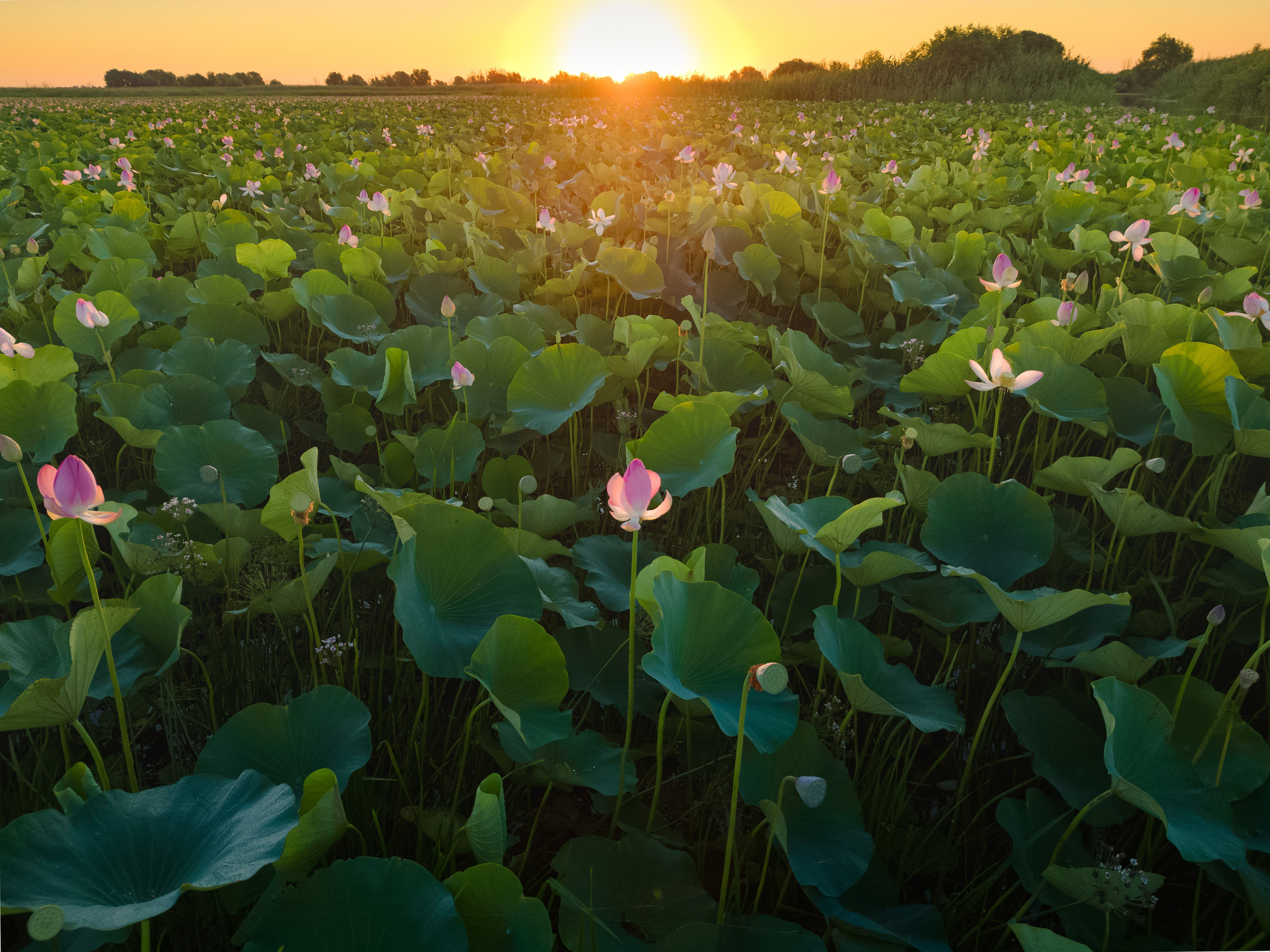 Барханы и лотосы. Июль–Август