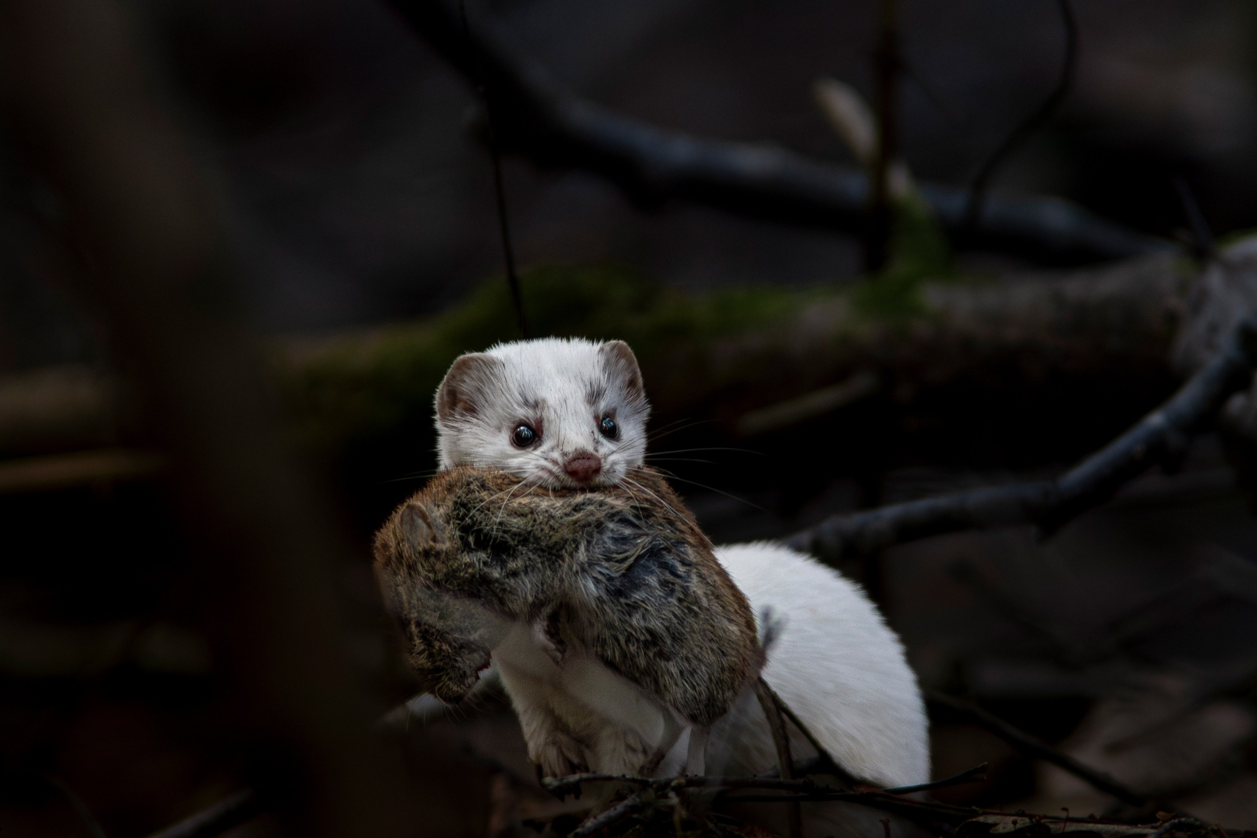 Фотограф дикой природы Роман Исаенков