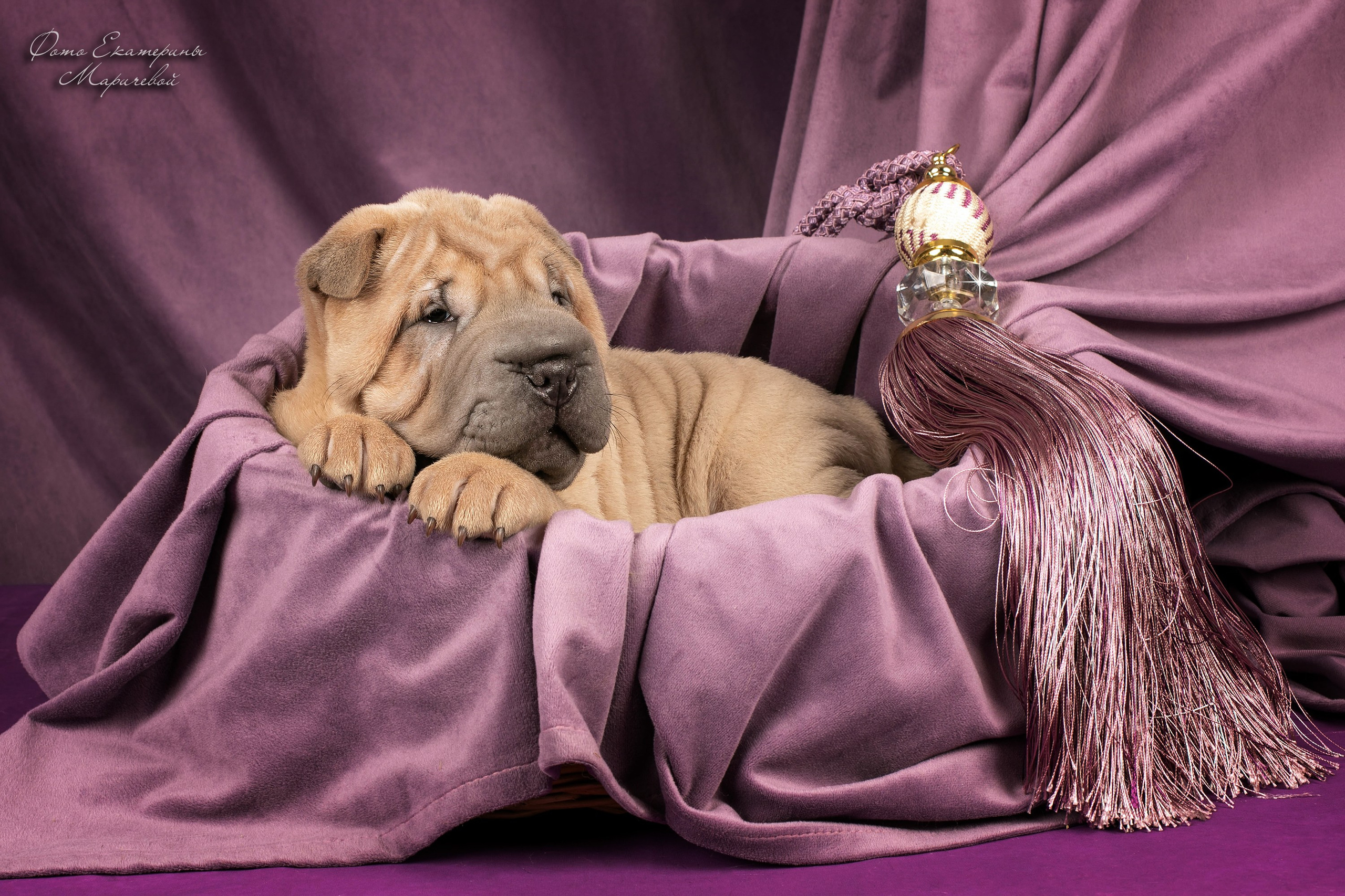 Фоны большого размера. Фотограф-анималист в Омске Екатерина Маричева