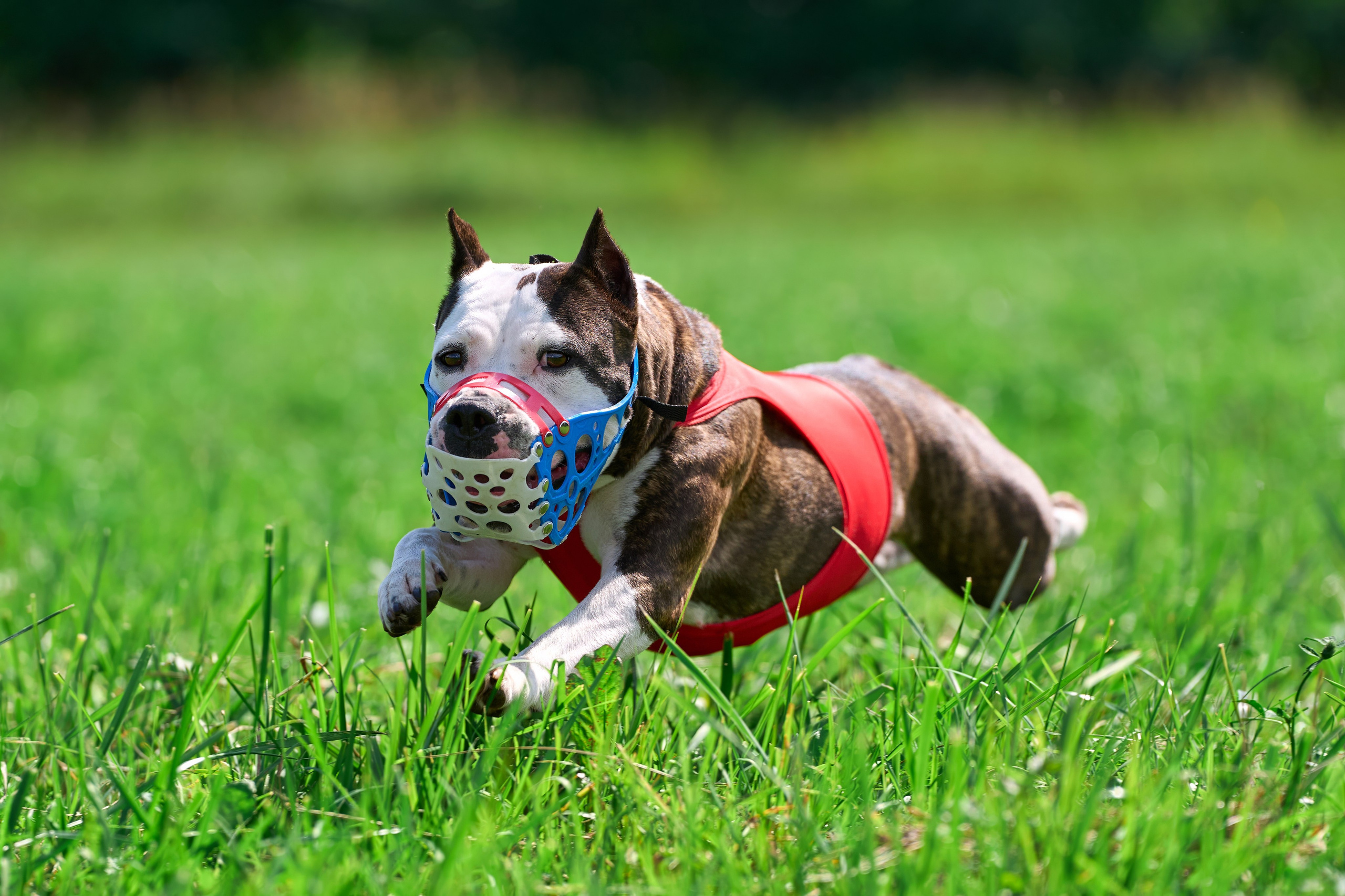 Тренировка в Донино. Фотограф-анималист Михаил Манухин