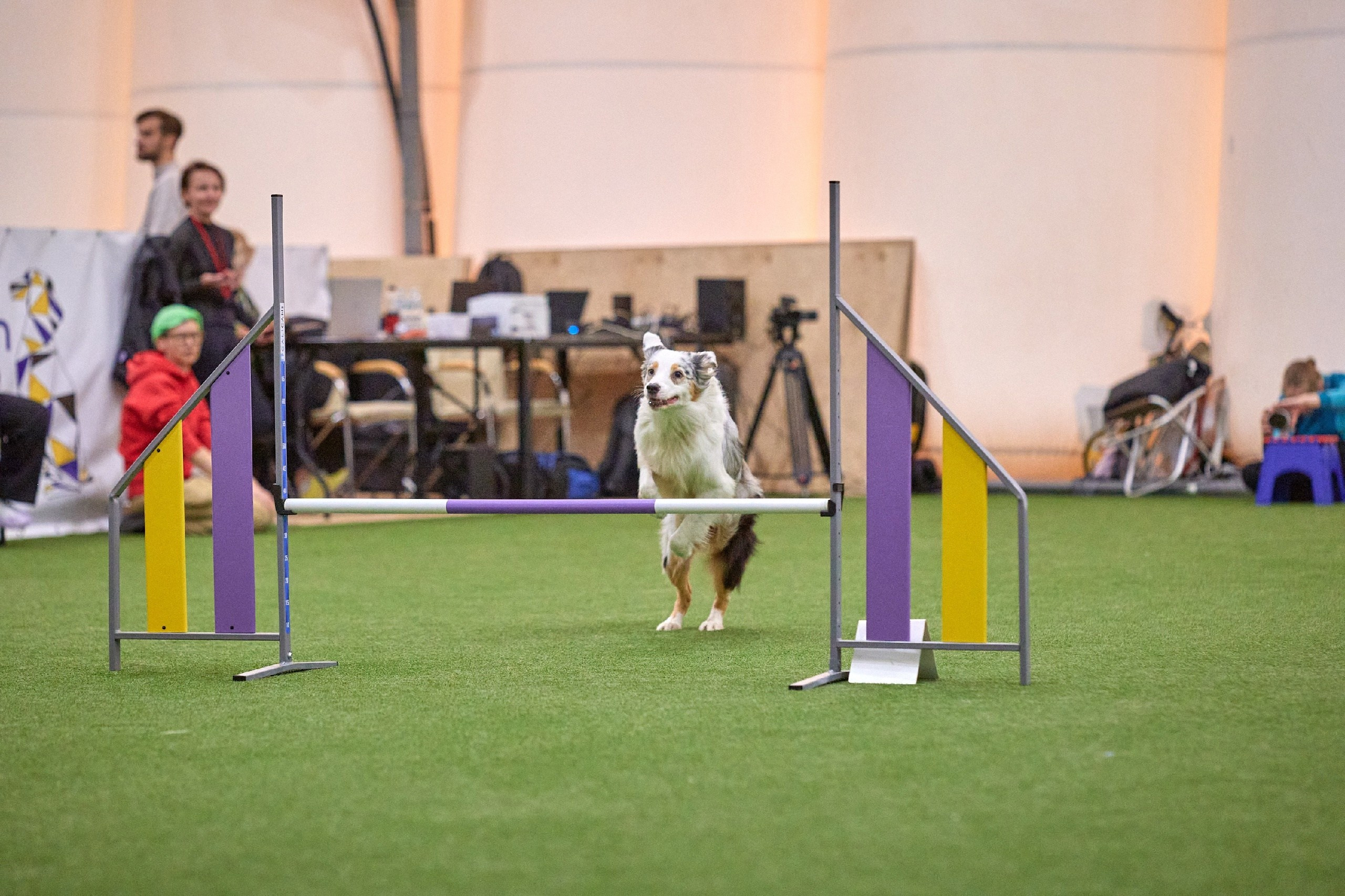 Кайса. BLGKV питомник собак