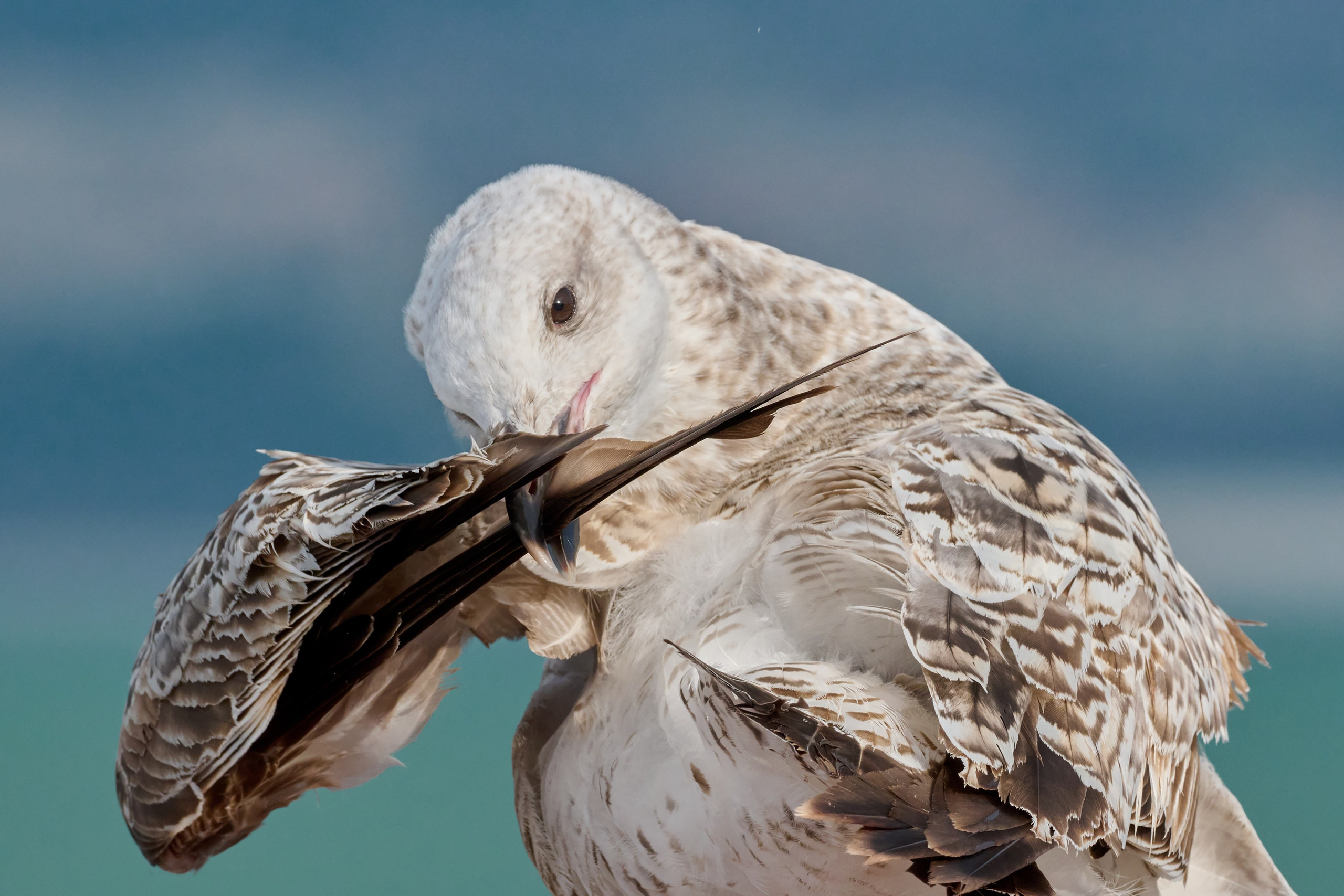 Фотографии животных. Яркие фото на Чёрном море