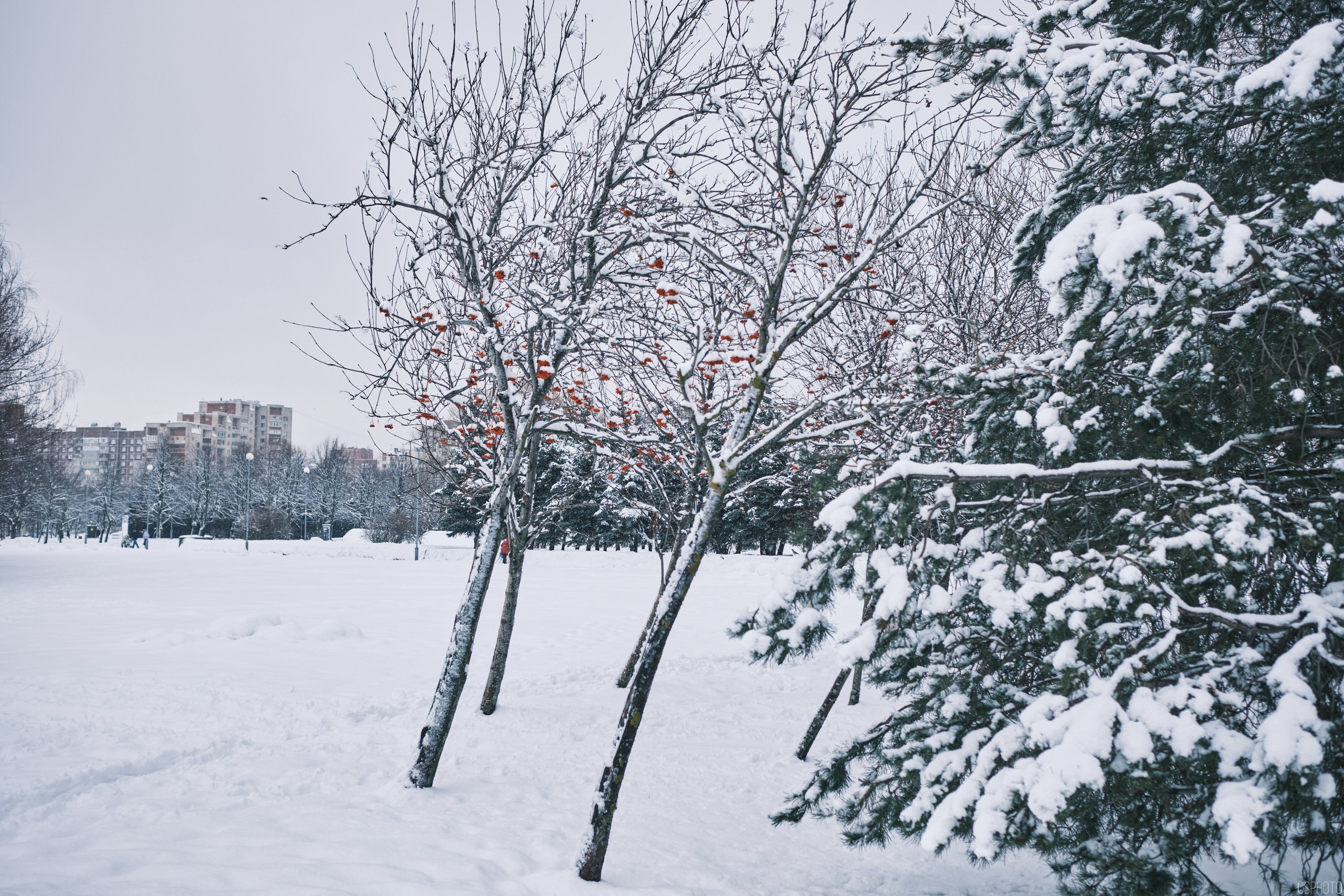 Снег и туман в Санкт-Петербурге. Фотографъ Сергѣевъ. Поймать мгновеніе