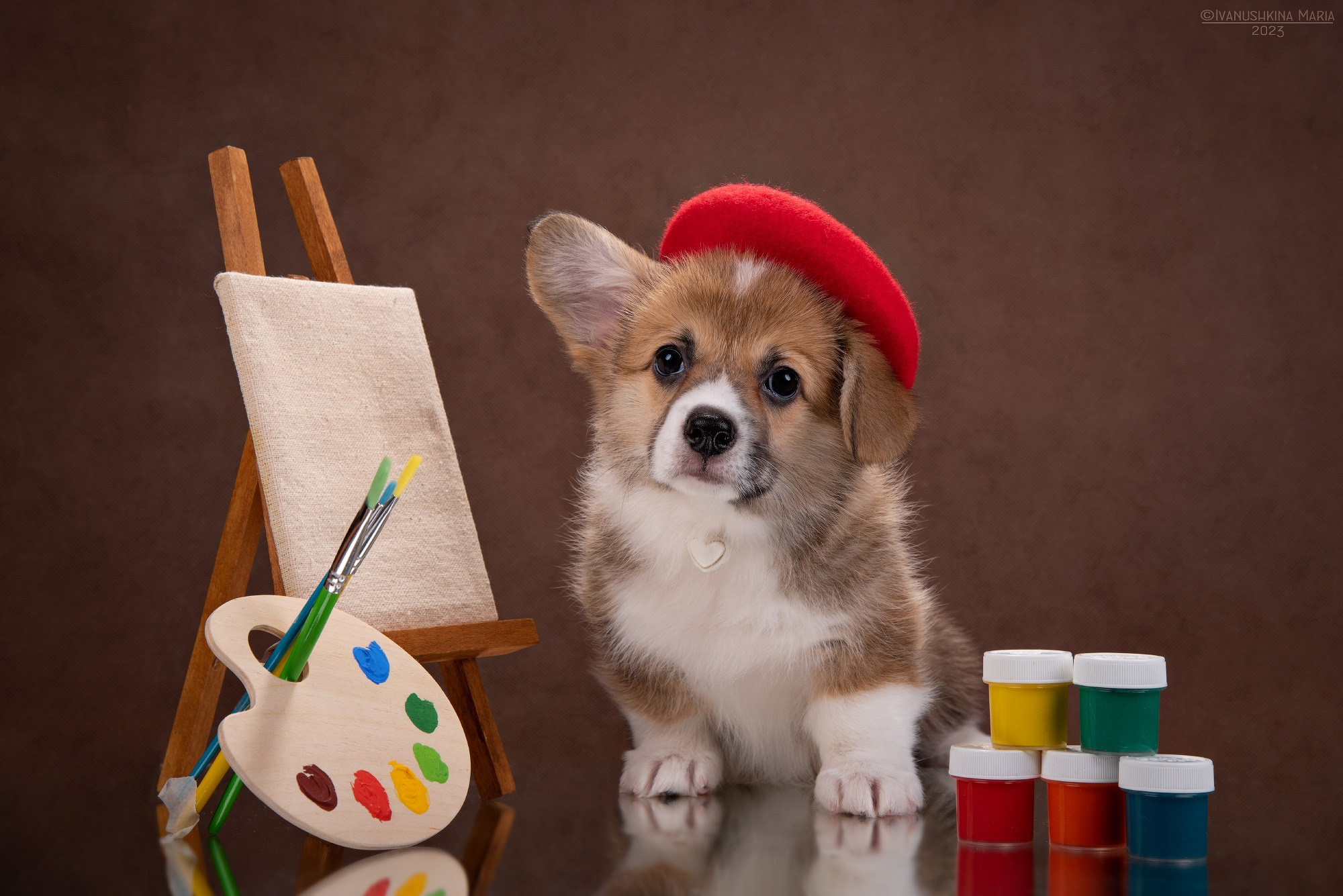 Фотосессия щенков на фонах. Фотограф собак в Москве и Московской области Иванушкина Мария