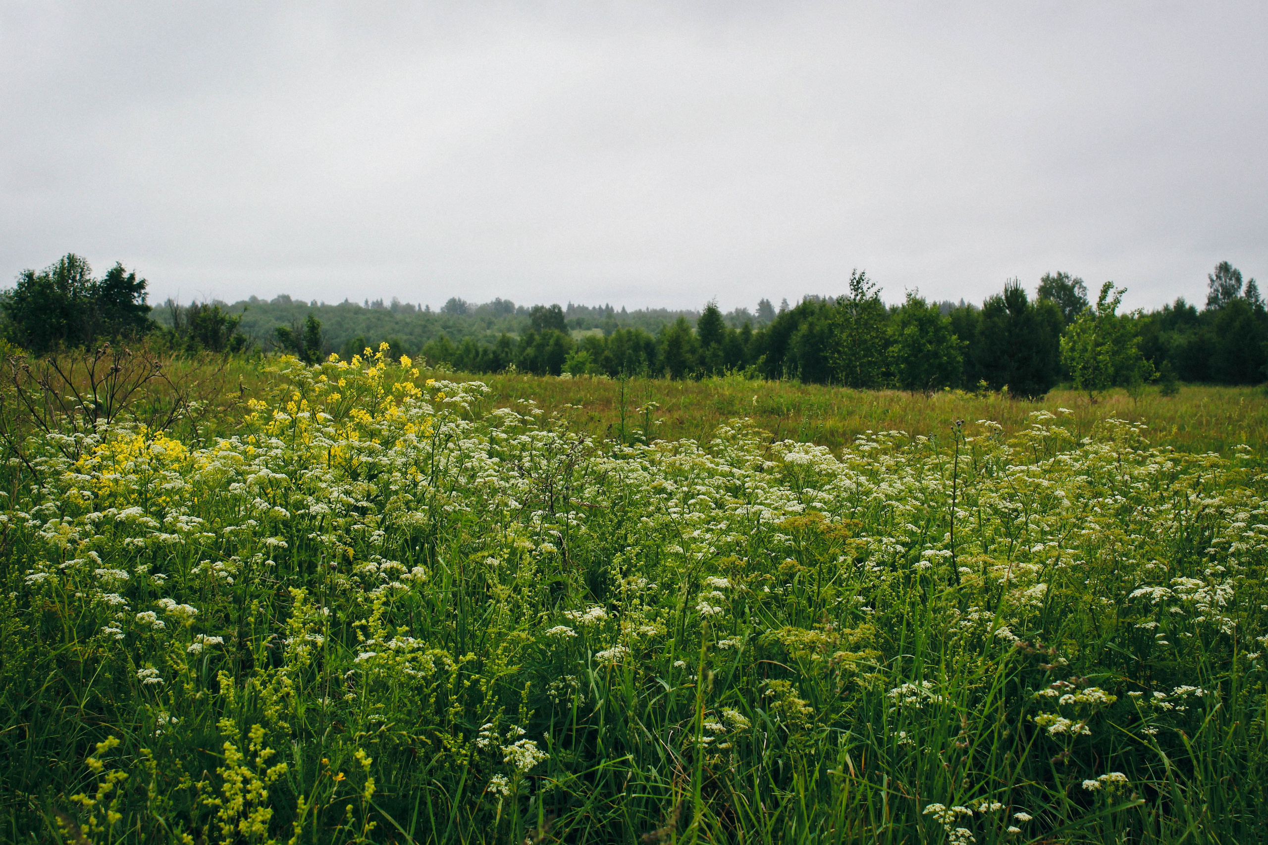 Дер. Климово, пос. Мирный. Фотограф Ксения Монахова