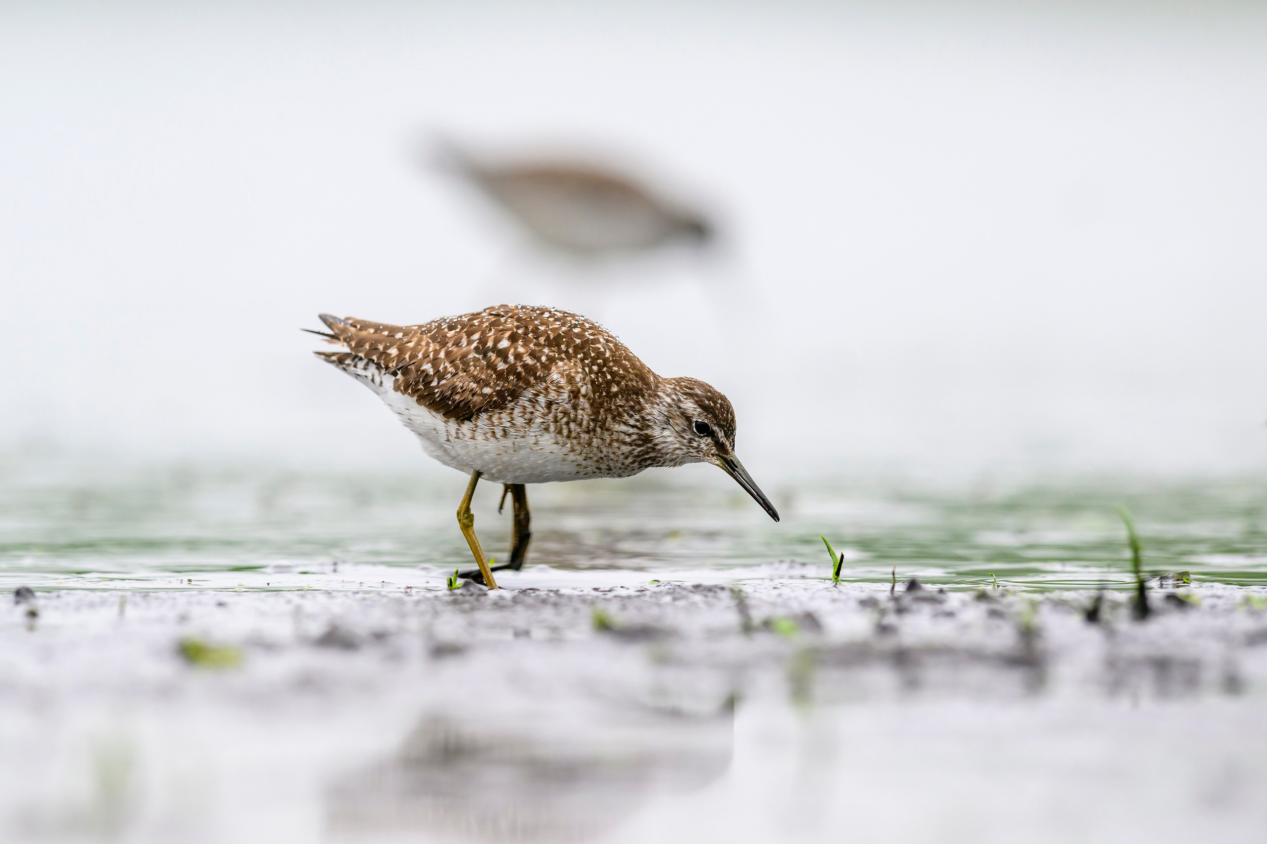 Поручейники и большой веретенник. Wildlife photography by Sergey Puponin