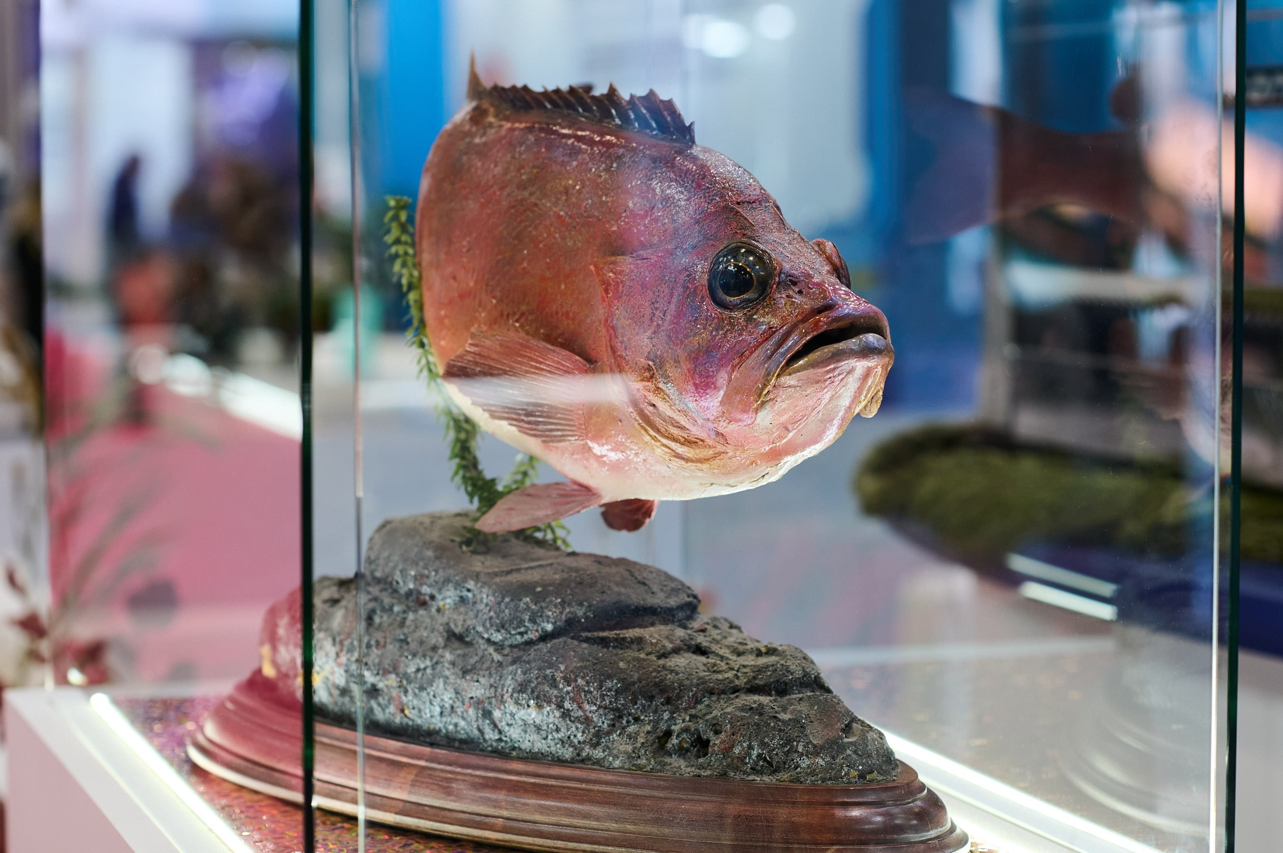 Чучело рыбы, размещённое в стеклянном аквариуме на выставке Seafood Expo Russia 2025. Репортажная съёмка в КВЦ «Экспофорум», Санкт‑Петербург.