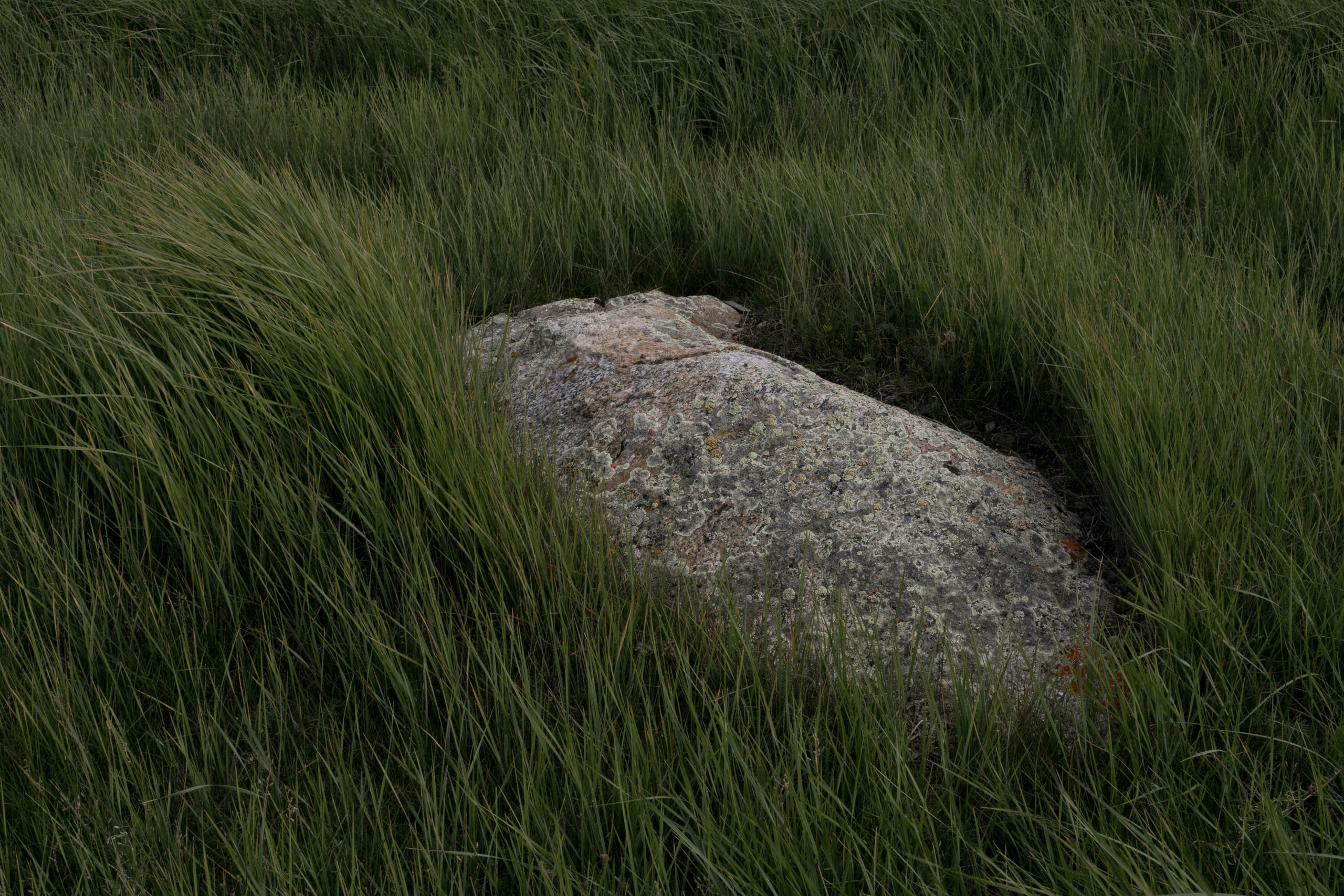 Алтай. Надежда Крылова