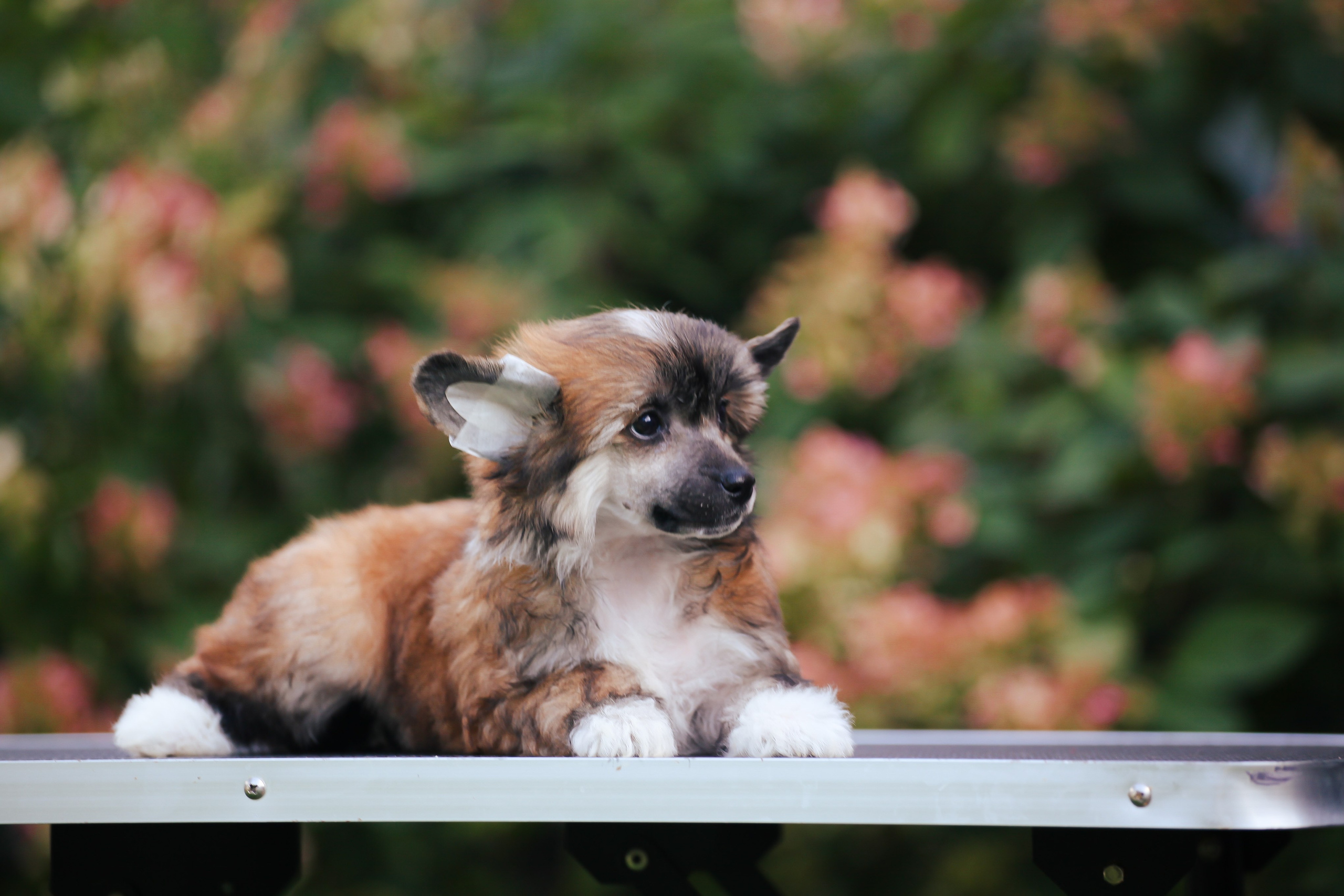 Poale Ell Chester Becomes a Dad for the First Time. Chinese Crested Dog Kennel Poale Ell