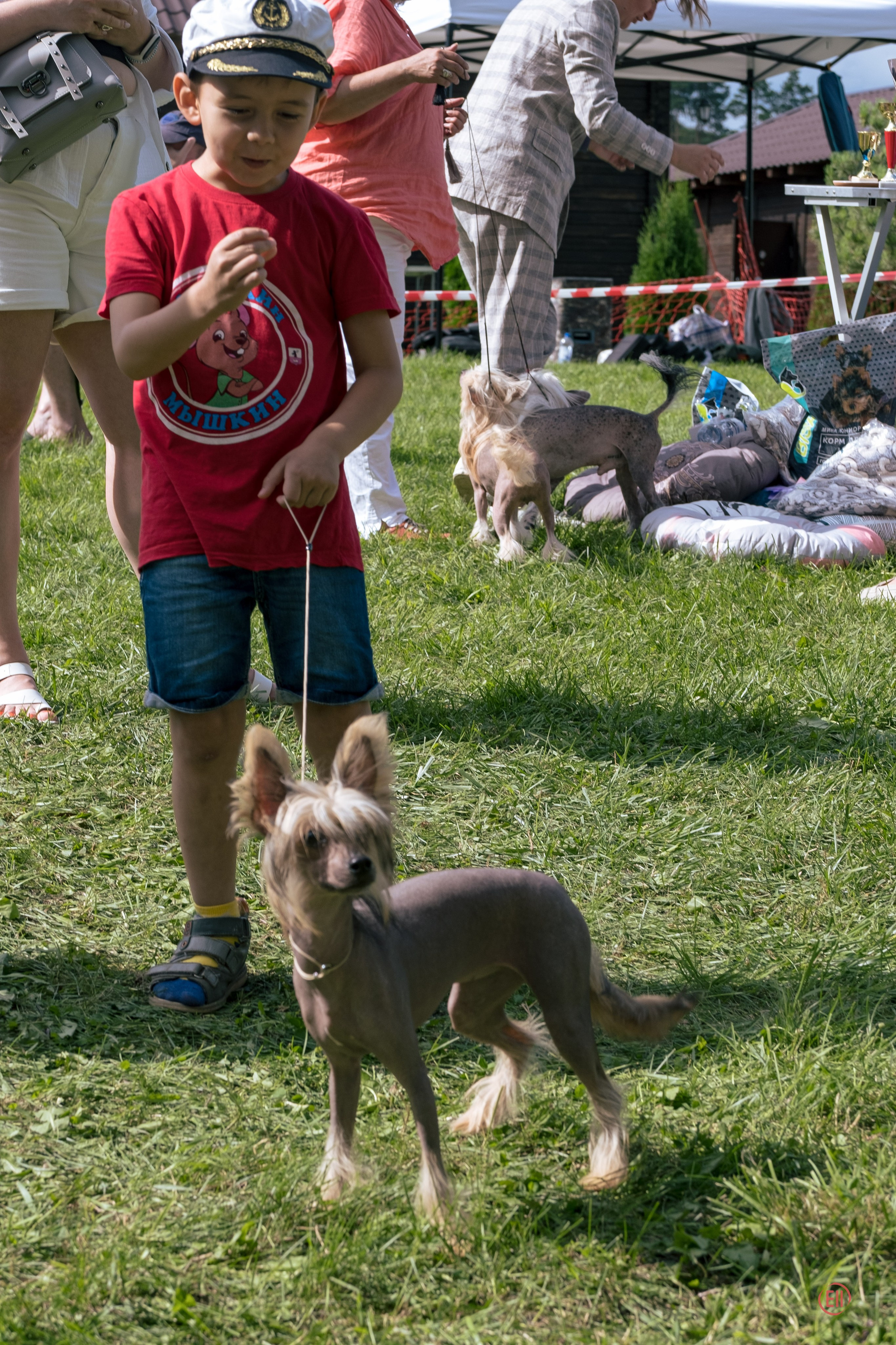 Липецк. Выставка собак. Питомник китайских хохлатых собак Poale Ell: купить щенка