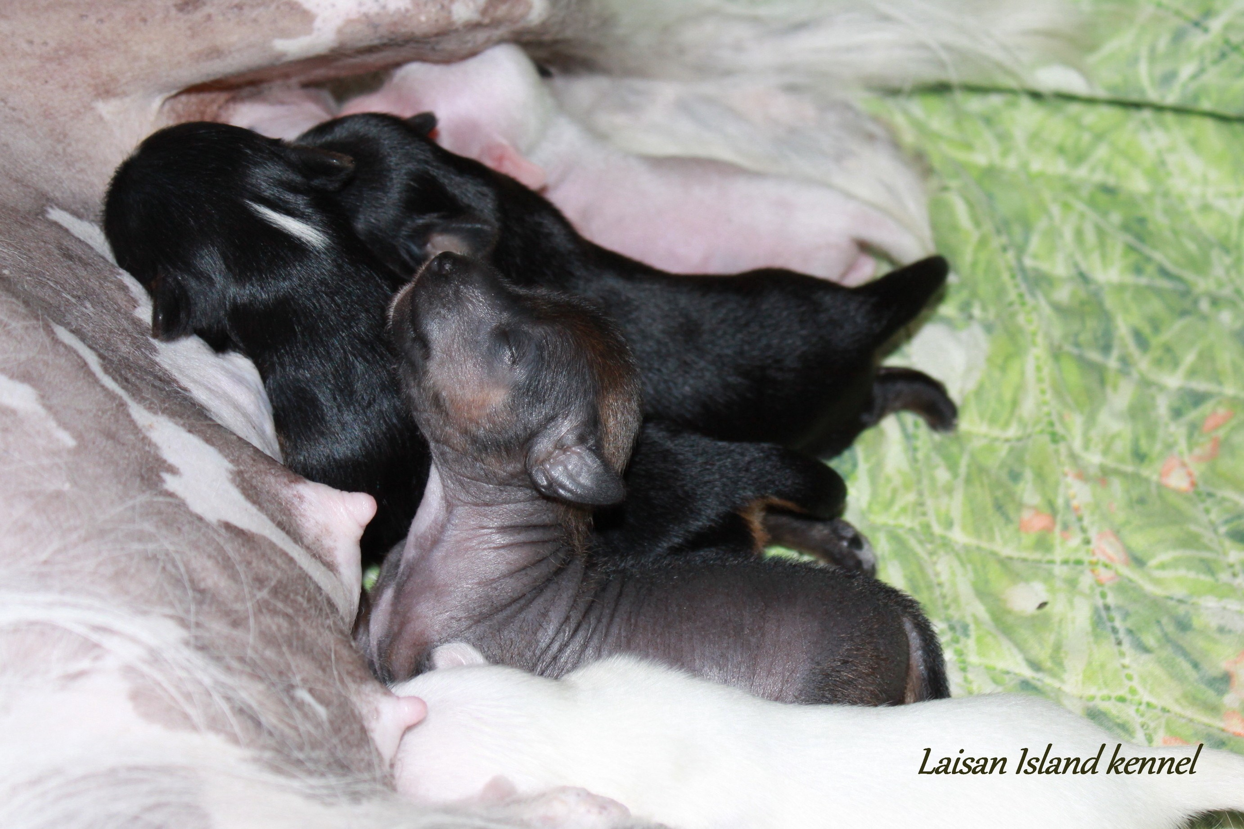 The puppies are one week old