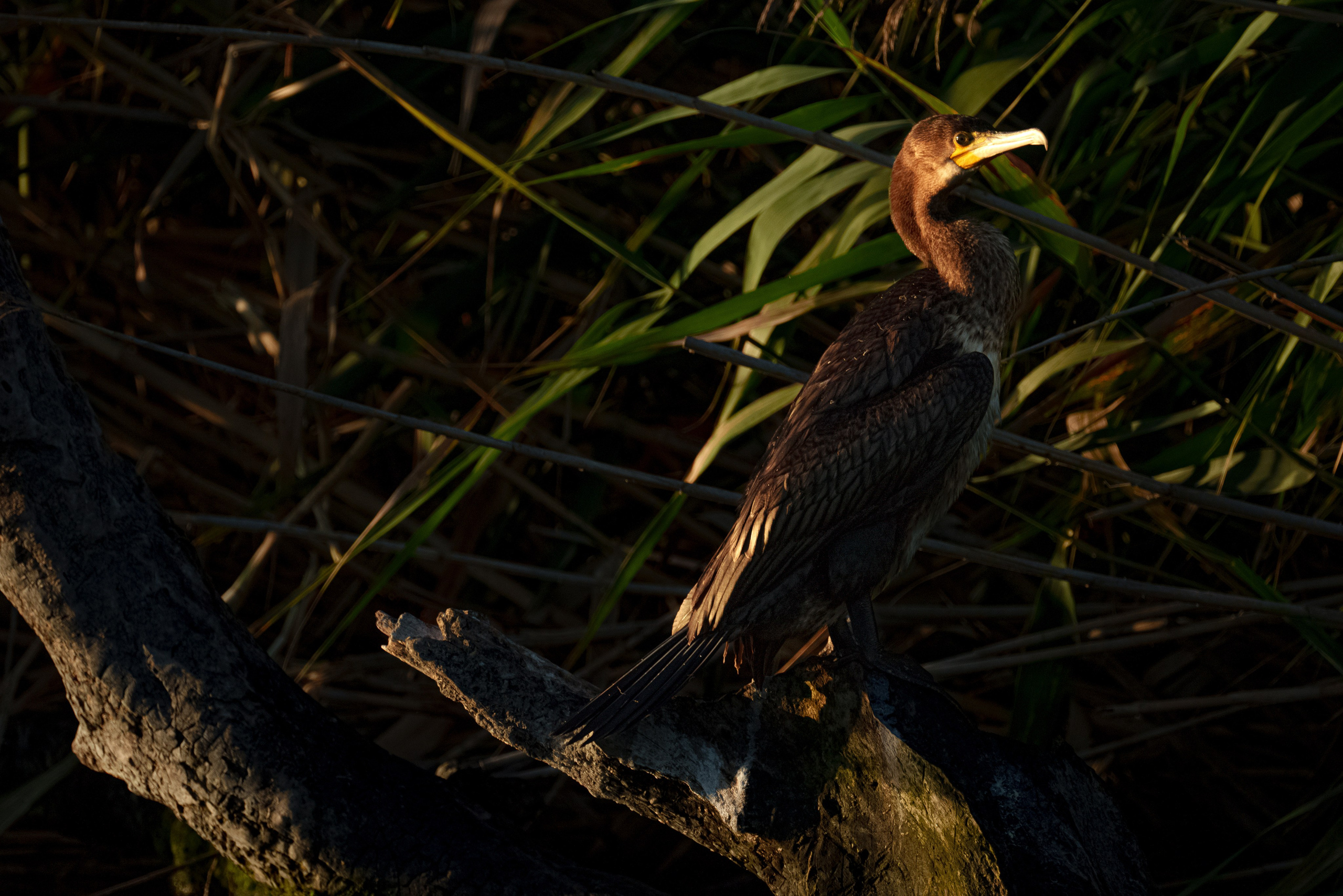 Барханы и лотосы. Июль–Август