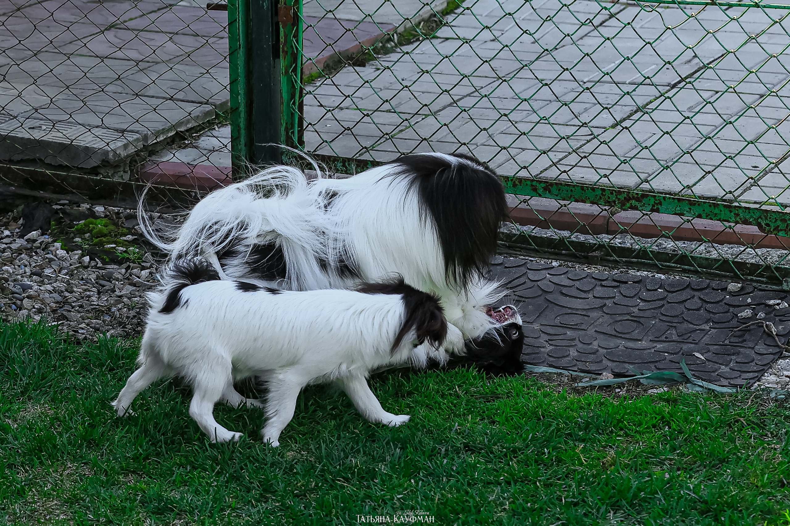 Японский хин, фотография японский хин, собака в цветах, красивая собака, фотограф анималист, фотокурс Анималистика, научиться фотографировать собак, фотограф Новосибирск