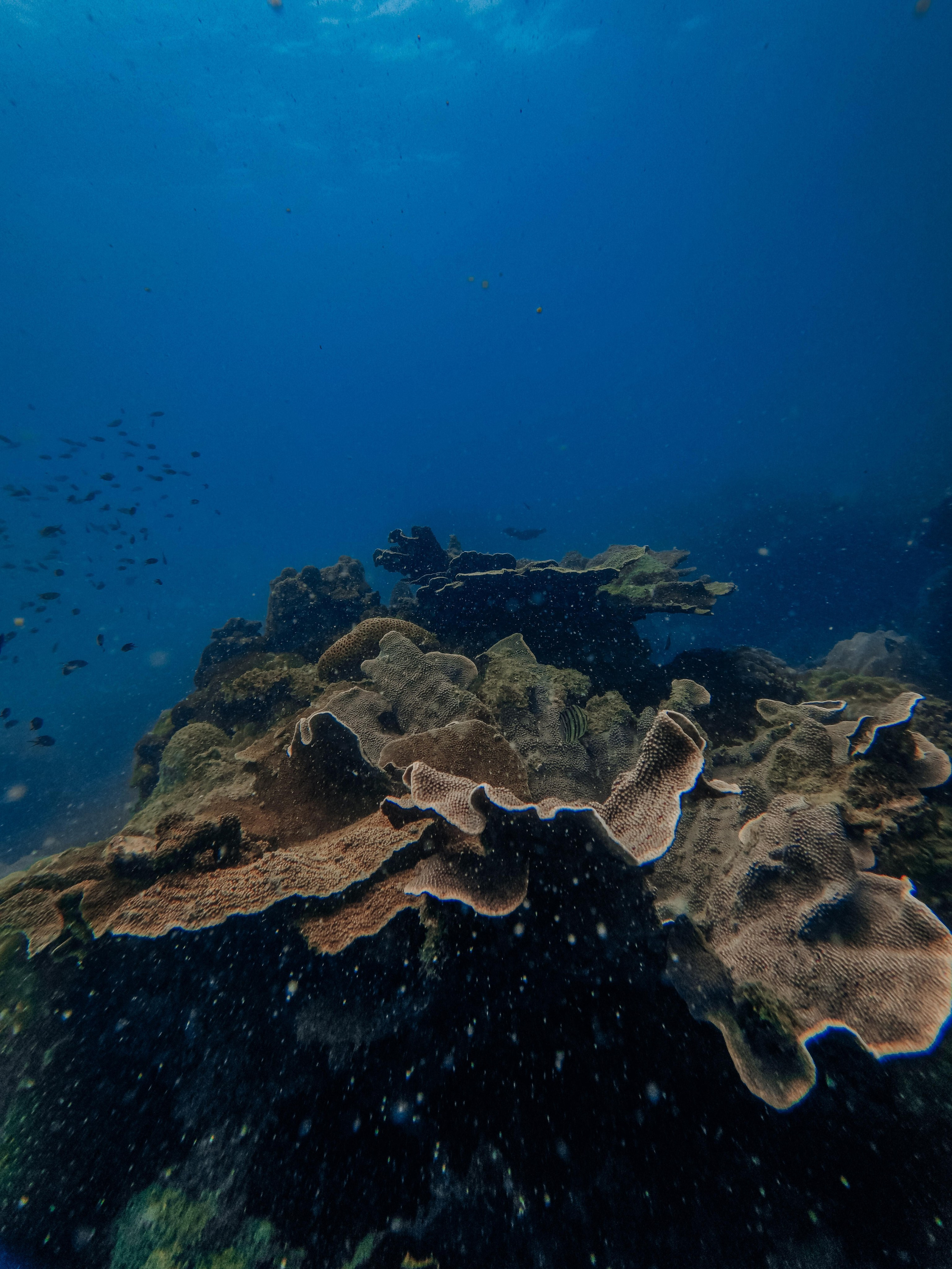 Для тех кто не боится сделать первый шаг. Дайвинг во Вьетнаме