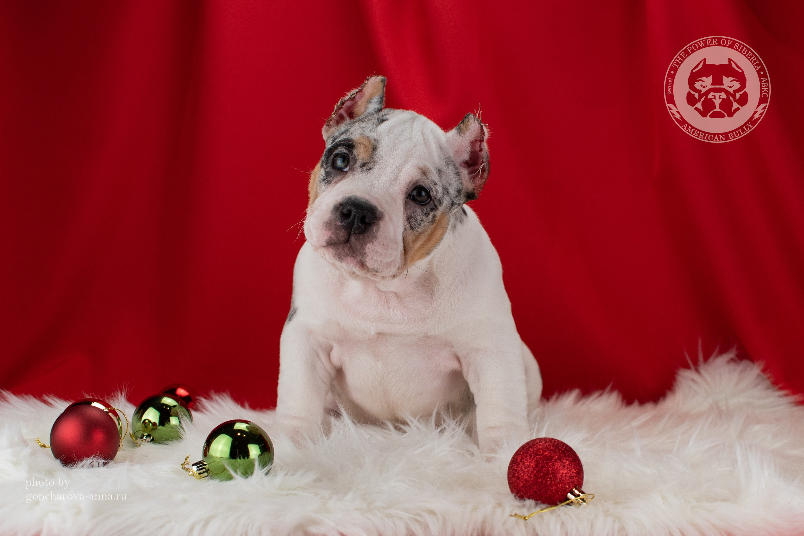купить щенка в официальном питомнике American Bully в Екатеринбурге