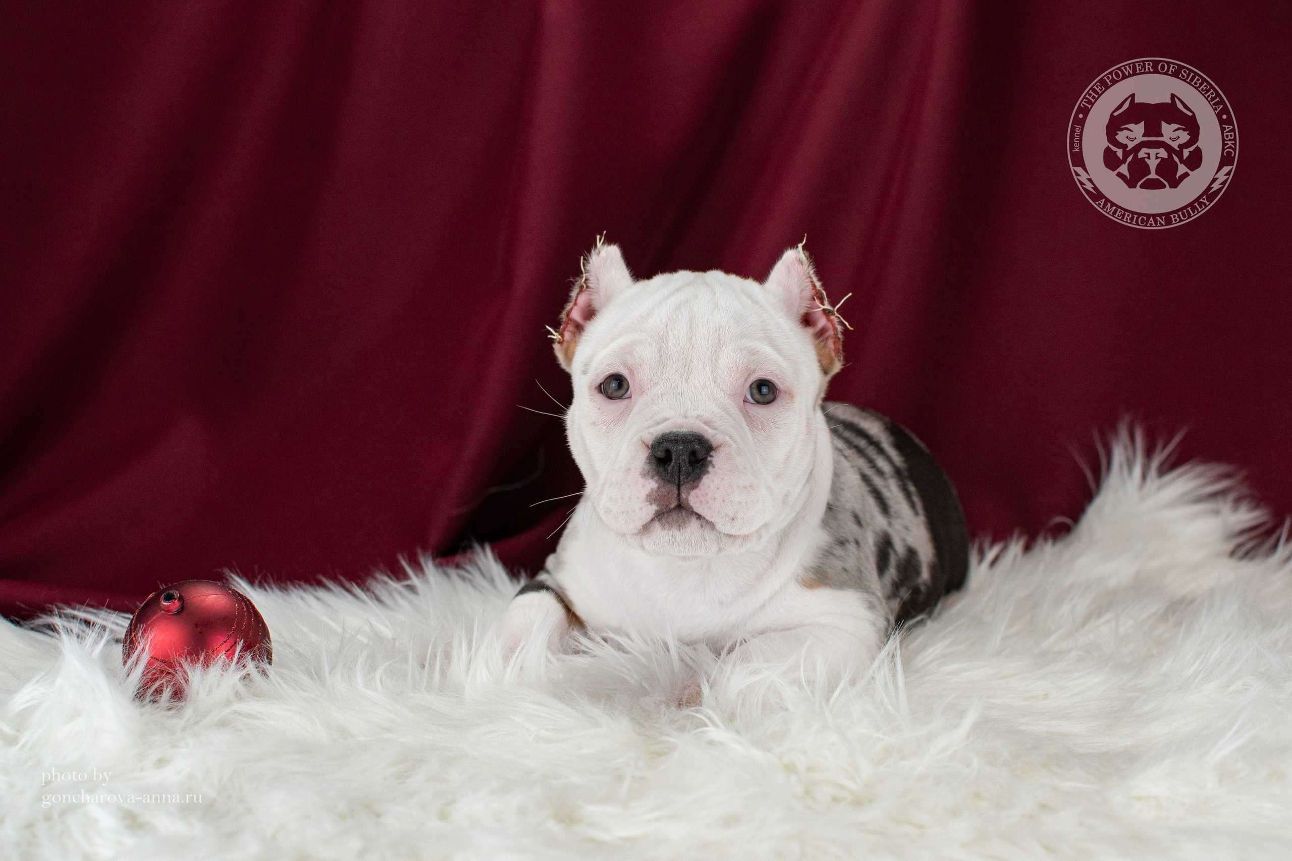 кобель на вязку Американский булли в Воронеже