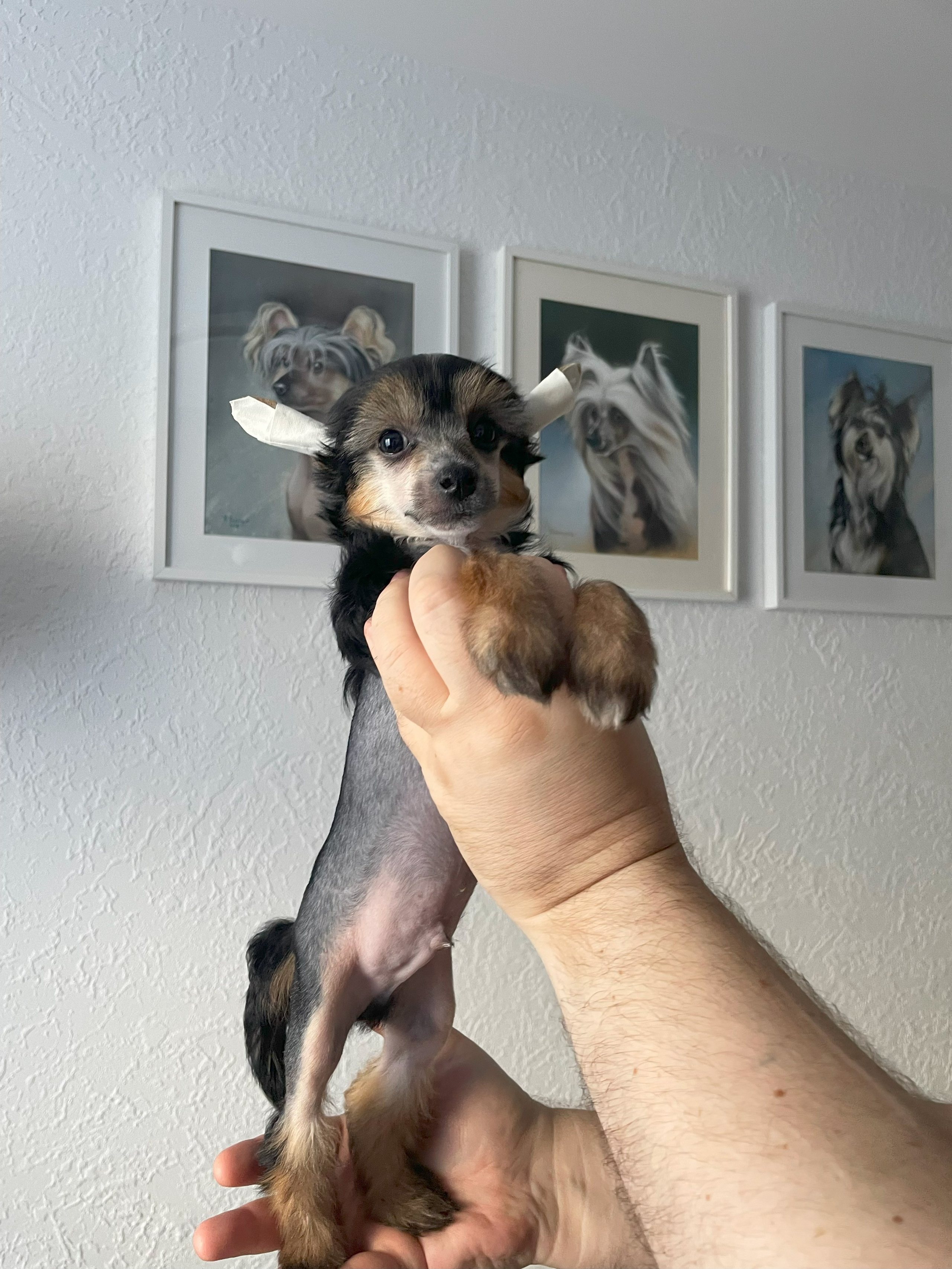 Laisan Island Franklin - 50 days.