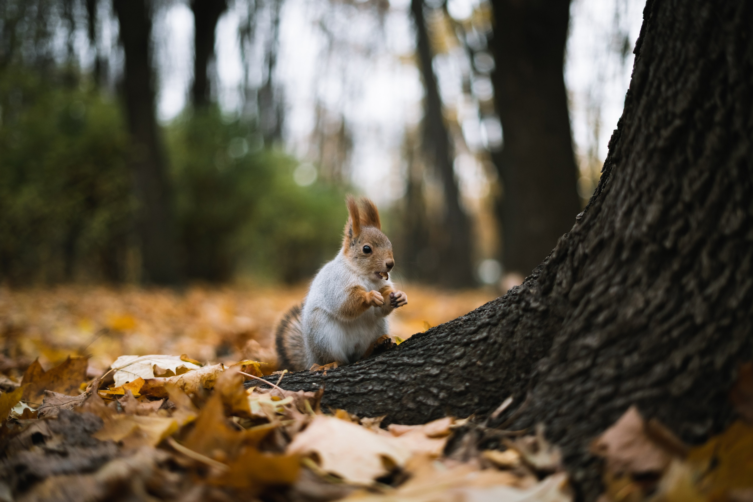Фотограф-анималист Татьяна Митрошина, Москва