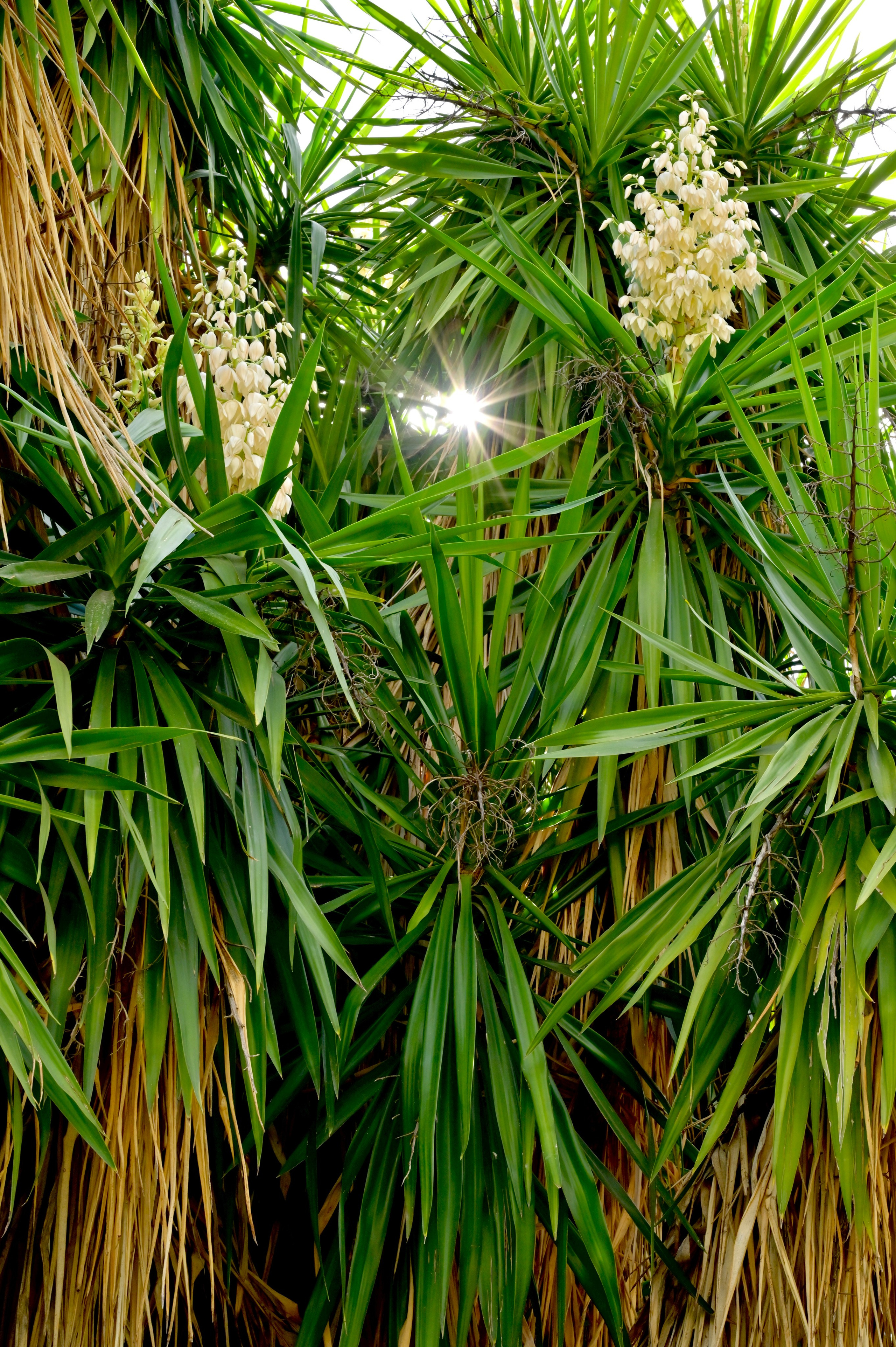 Ботанический сад в Валенсии — старейший в Европе. Гид и фотограф в Валенсии Новиков Михаил