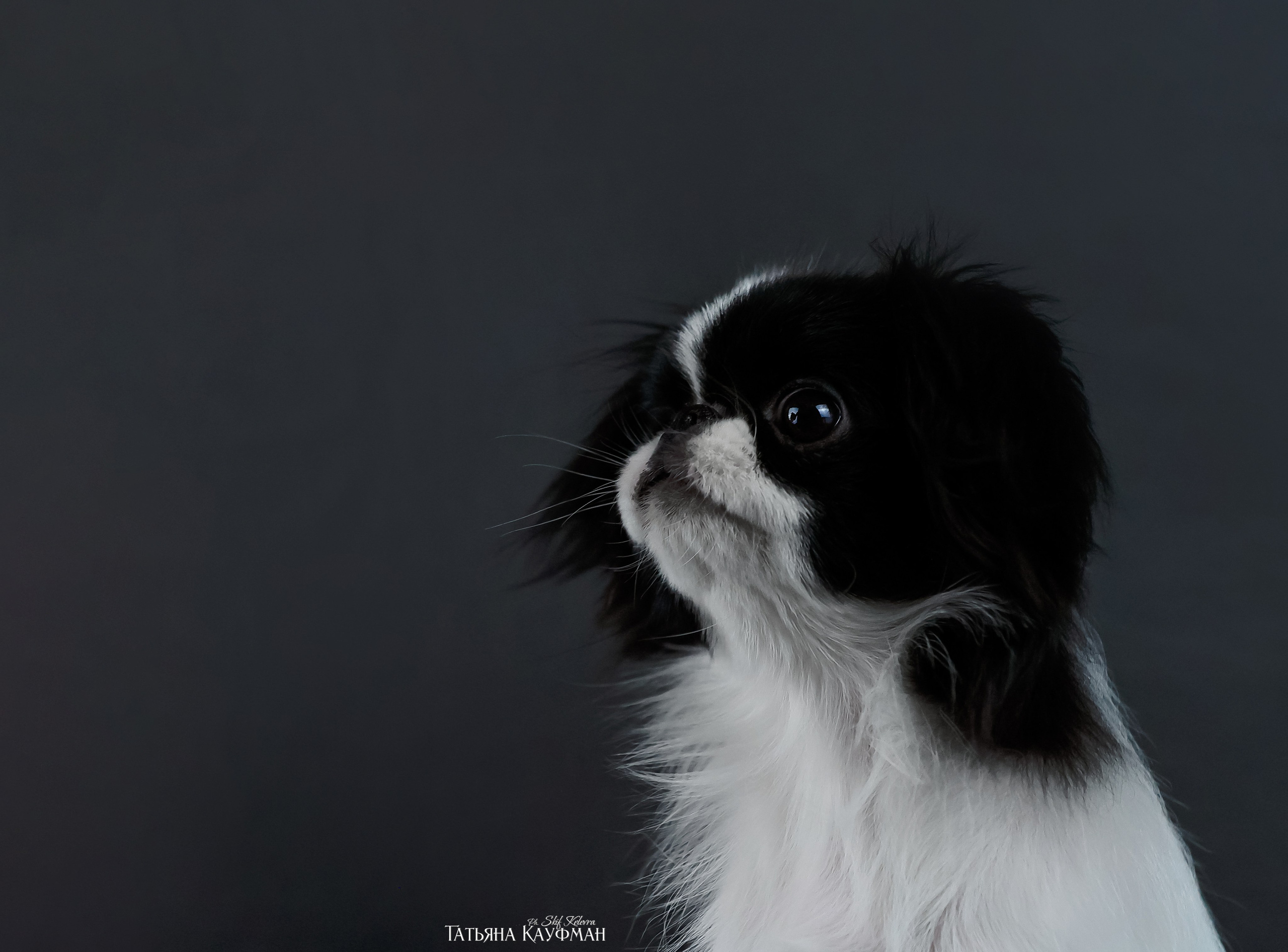 Японский хин, фотография японский хин, красивая собака, фотограф анималист, фотокурс Анималистика, научиться фотографировать собак, фотограф Новосибирск, фотостудия Скифки, студийная фотография