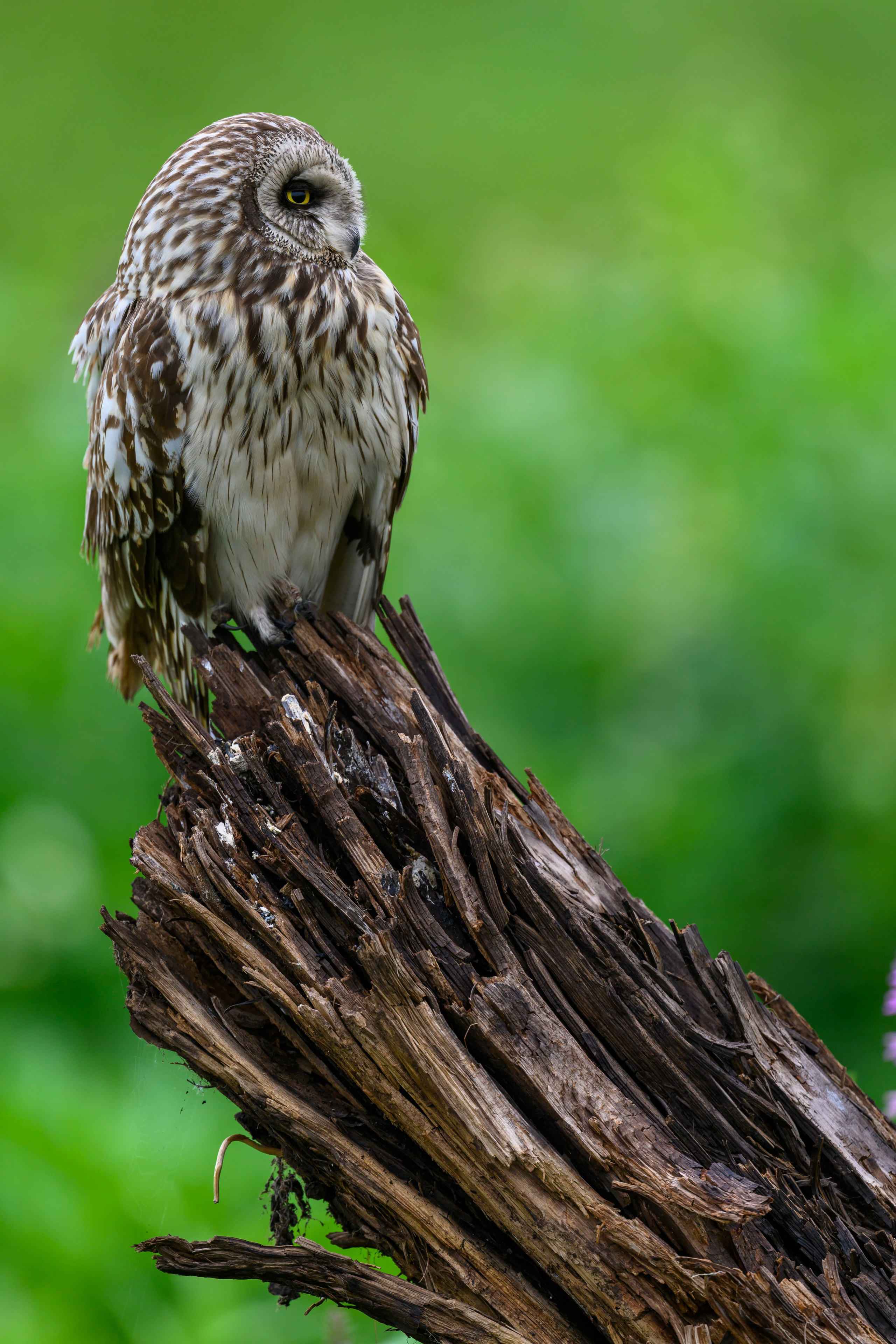 Мэрилин Монро | Marilyn Monroe. Фотограф Сергей Пупонин
