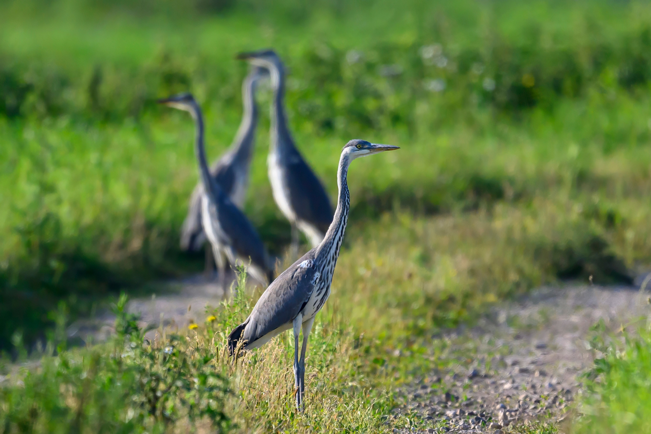 Совы и кулики. Фотограф Сергей Пупонин