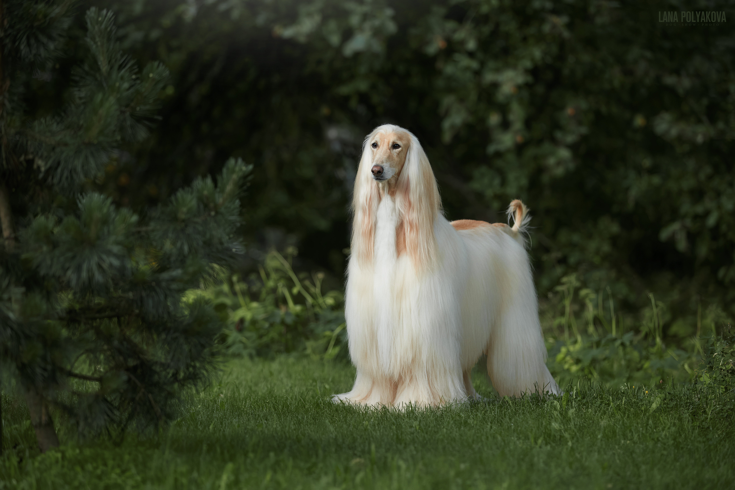 Афганская борзая на фотопрогулке в Санкт-Петербурге